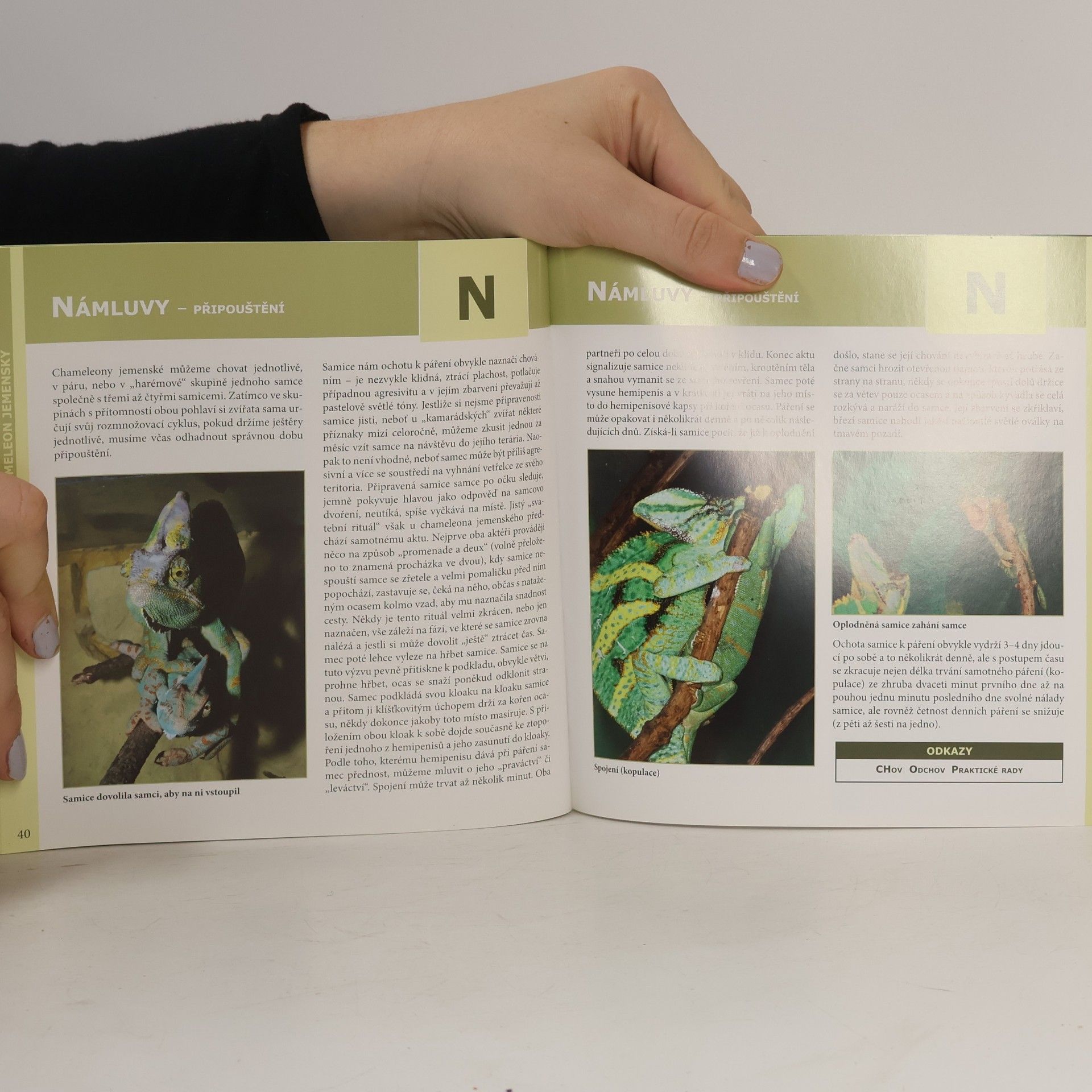 Nataša Velenská Chameleon jemenský