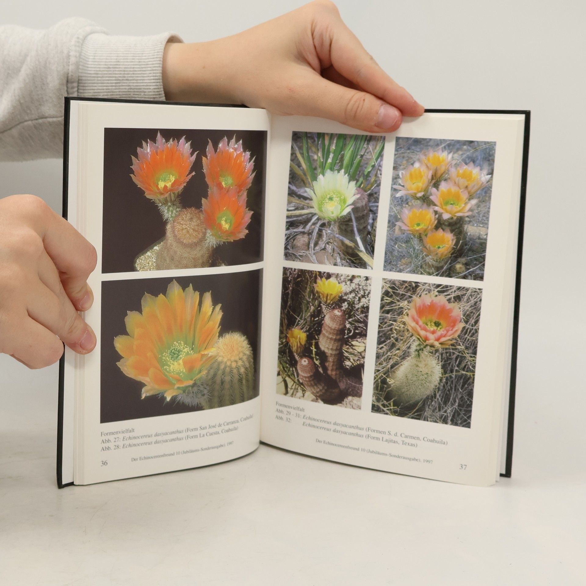 Gerhard R. W. Frank Die Echinocereus pectinatus - Echinocereus dasyacanthus - Gruppe