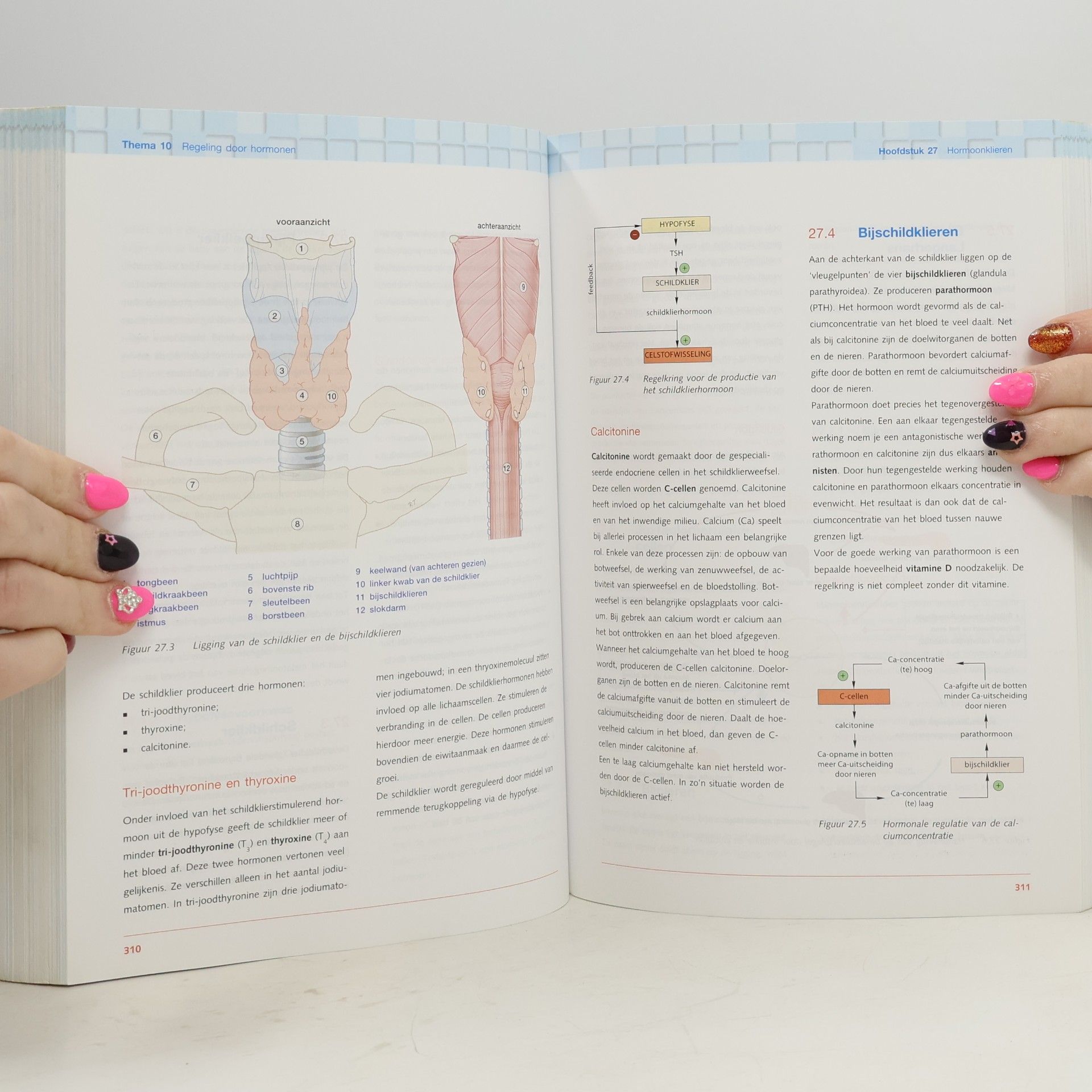 niveau 4 (Anatomie en Fysiologie)