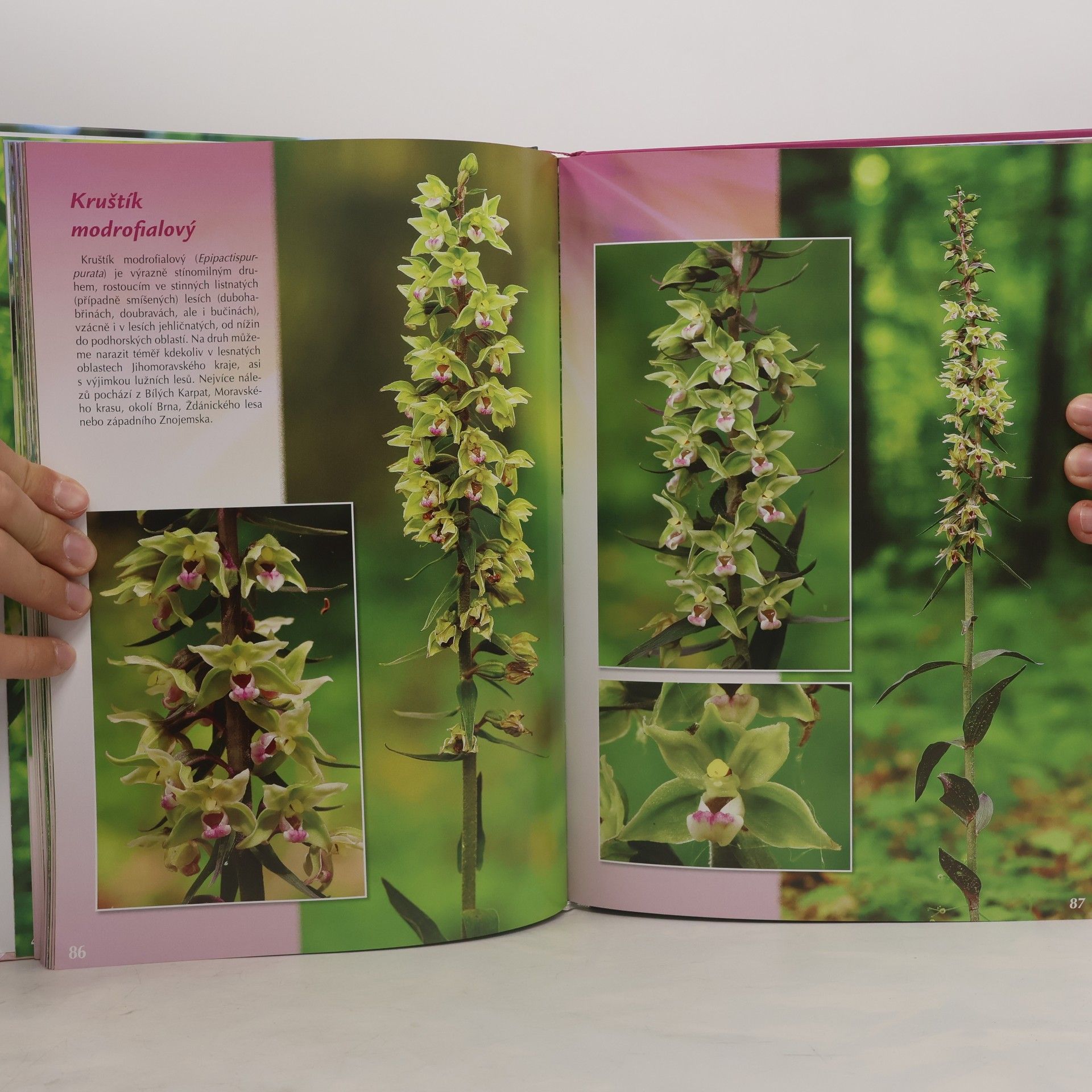 Vlastimil Martiško Krásy orchidejí Jihomoravského kraje
