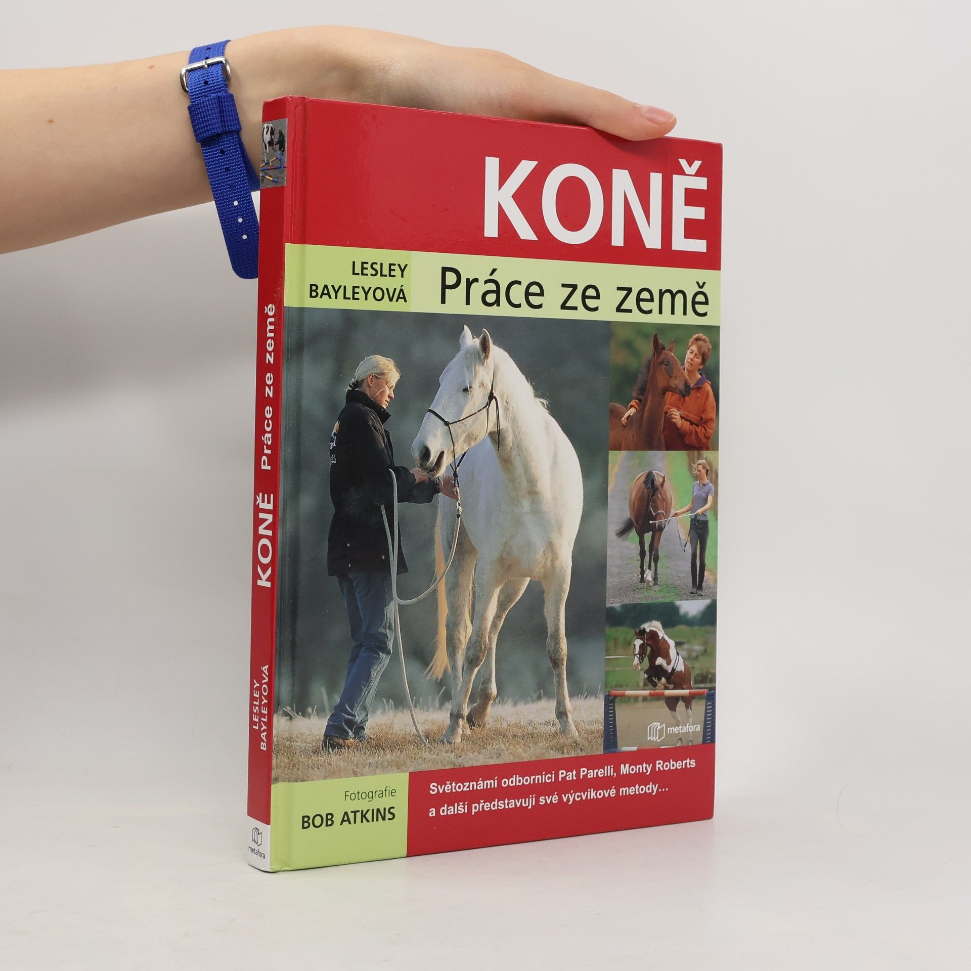 Koně. Práce ze země