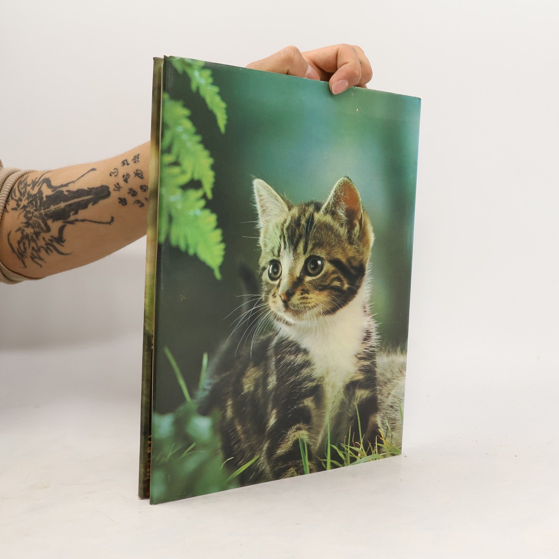 Howard Loxton All Color Book of Kittens