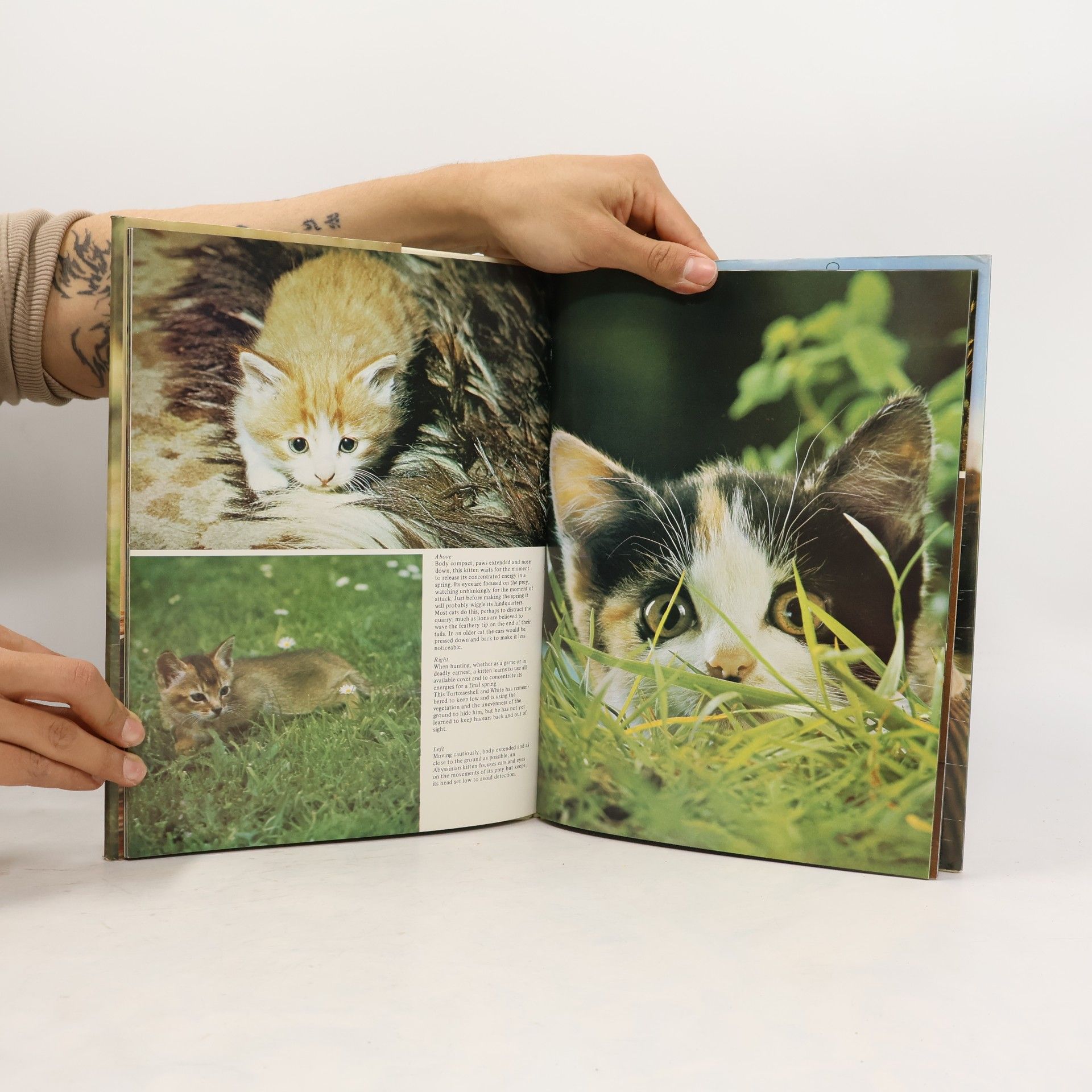 Howard Loxton All Color Book of Kittens