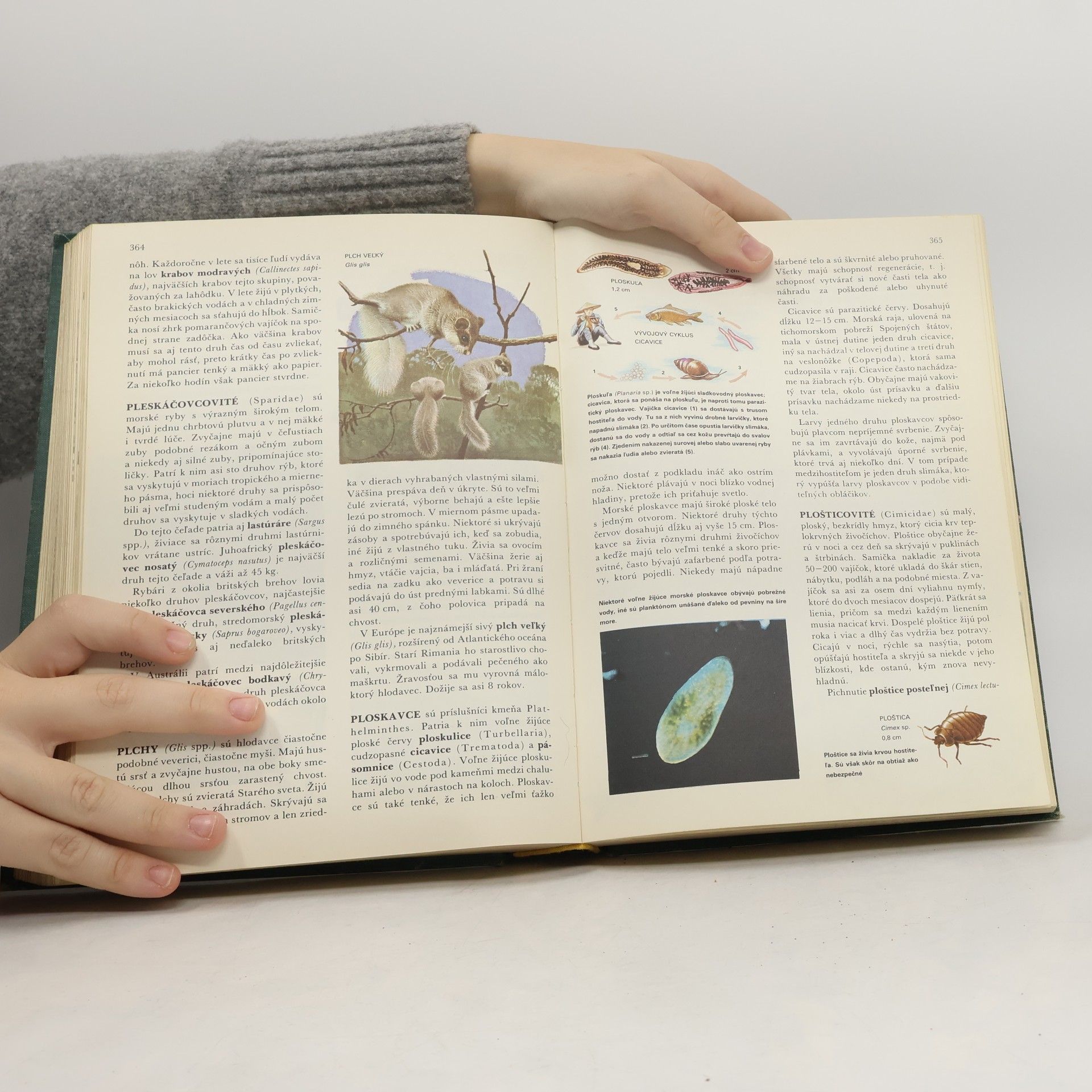 Autorenkollektiv Svet živočíšnej ríše. Ilustrovaná encyklopédia