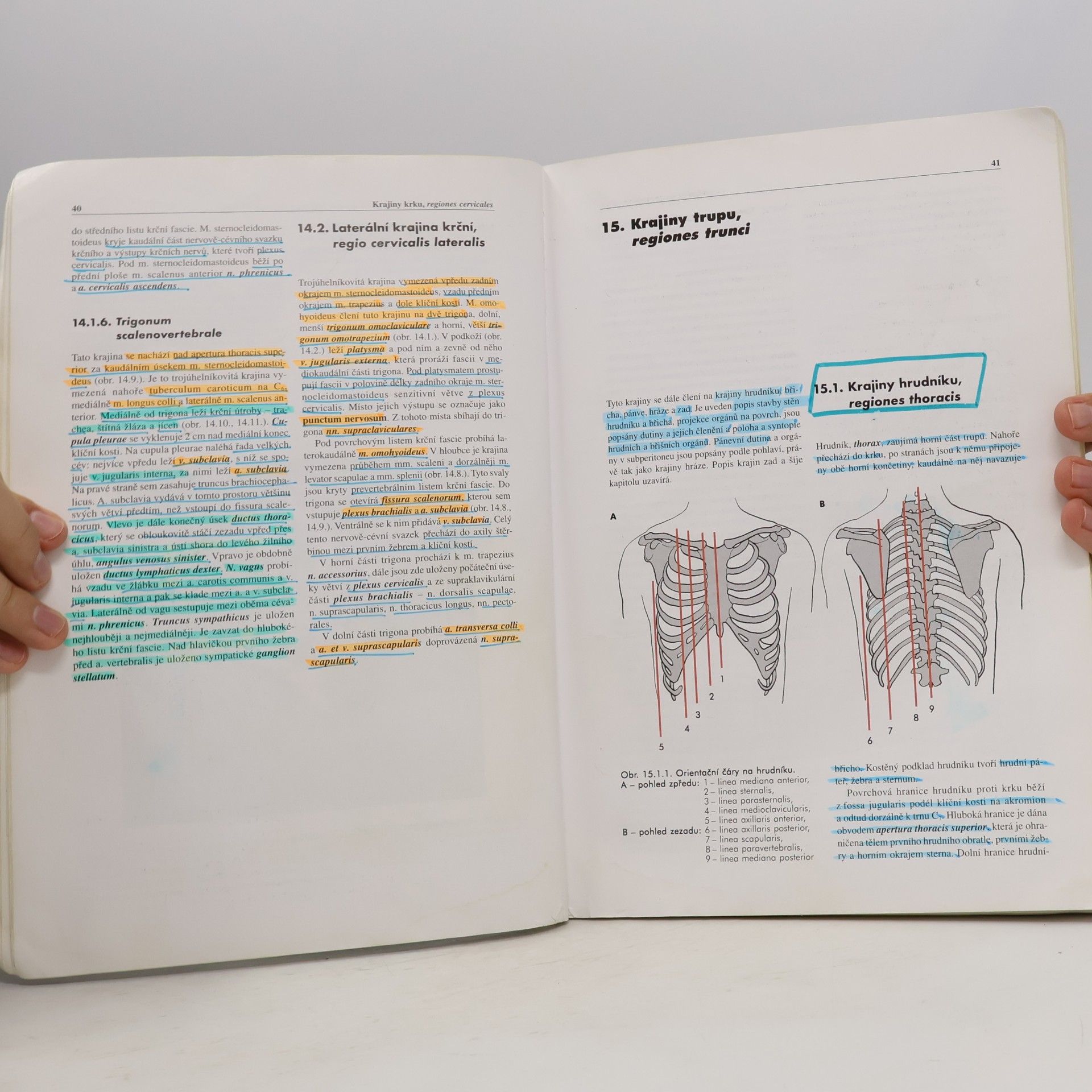 Miloš Grim Základy anatomie. 5., Anatomie krajin těla