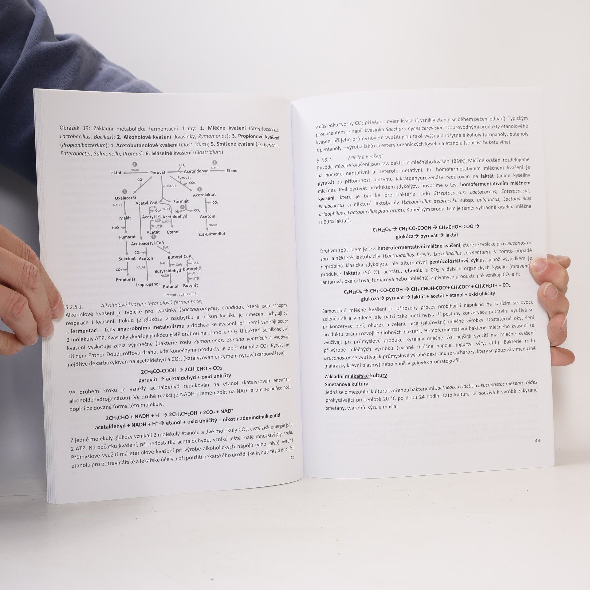 Šárka Musilová Mikrobiologie. (2. část)