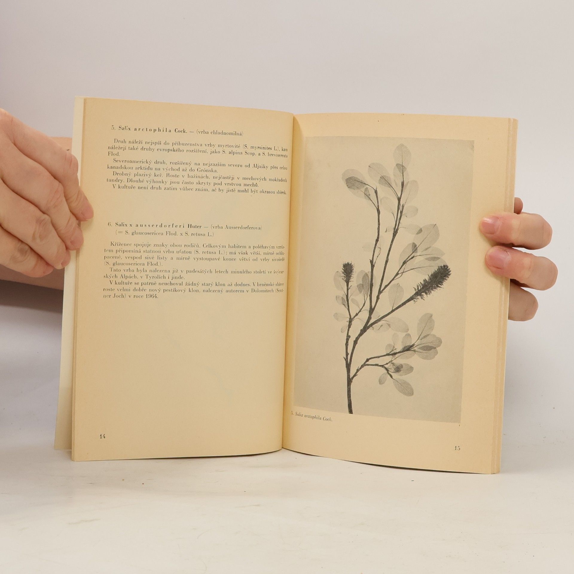 Various authors Skalky Skalničky