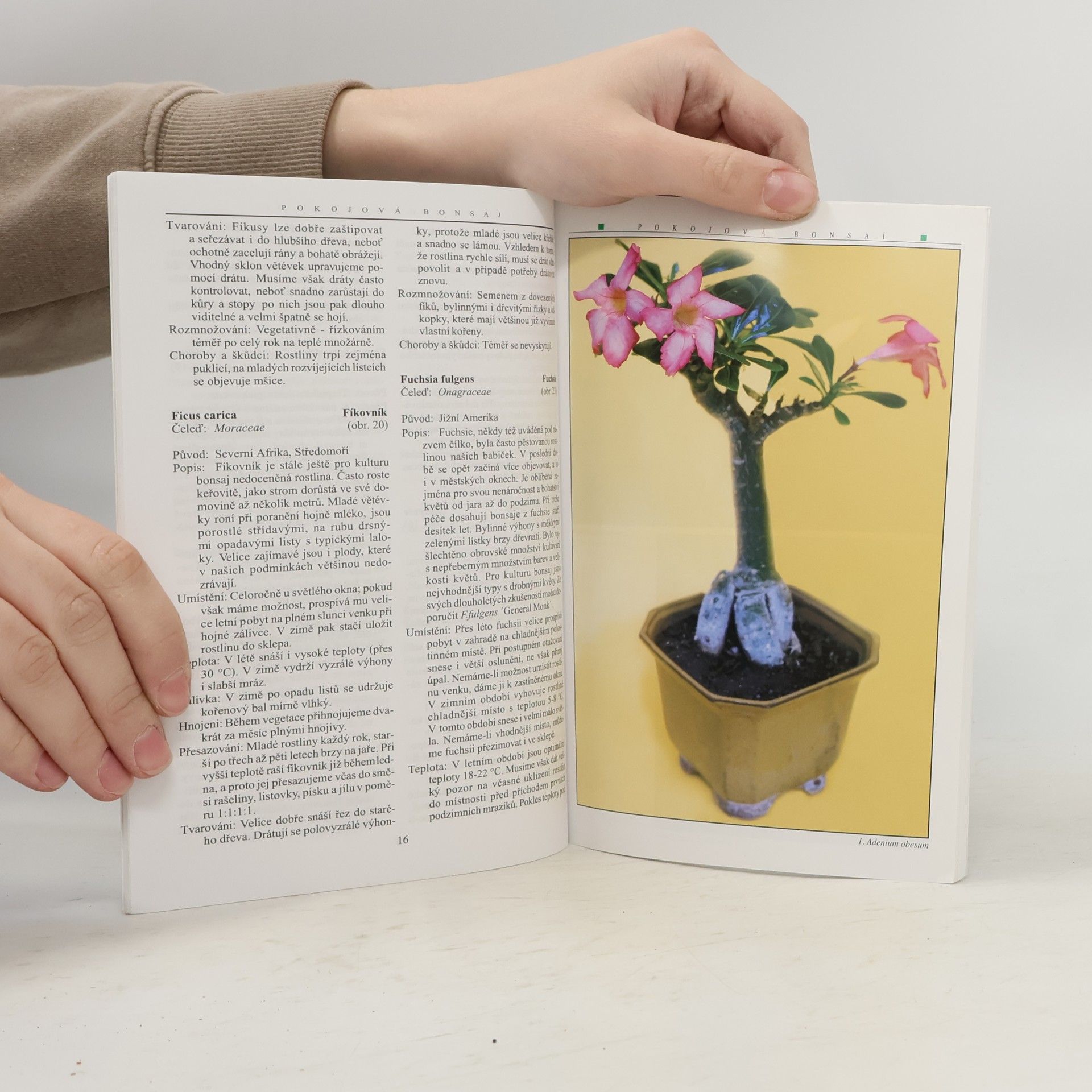 Jindřich Votýpka Pokojová bonsai