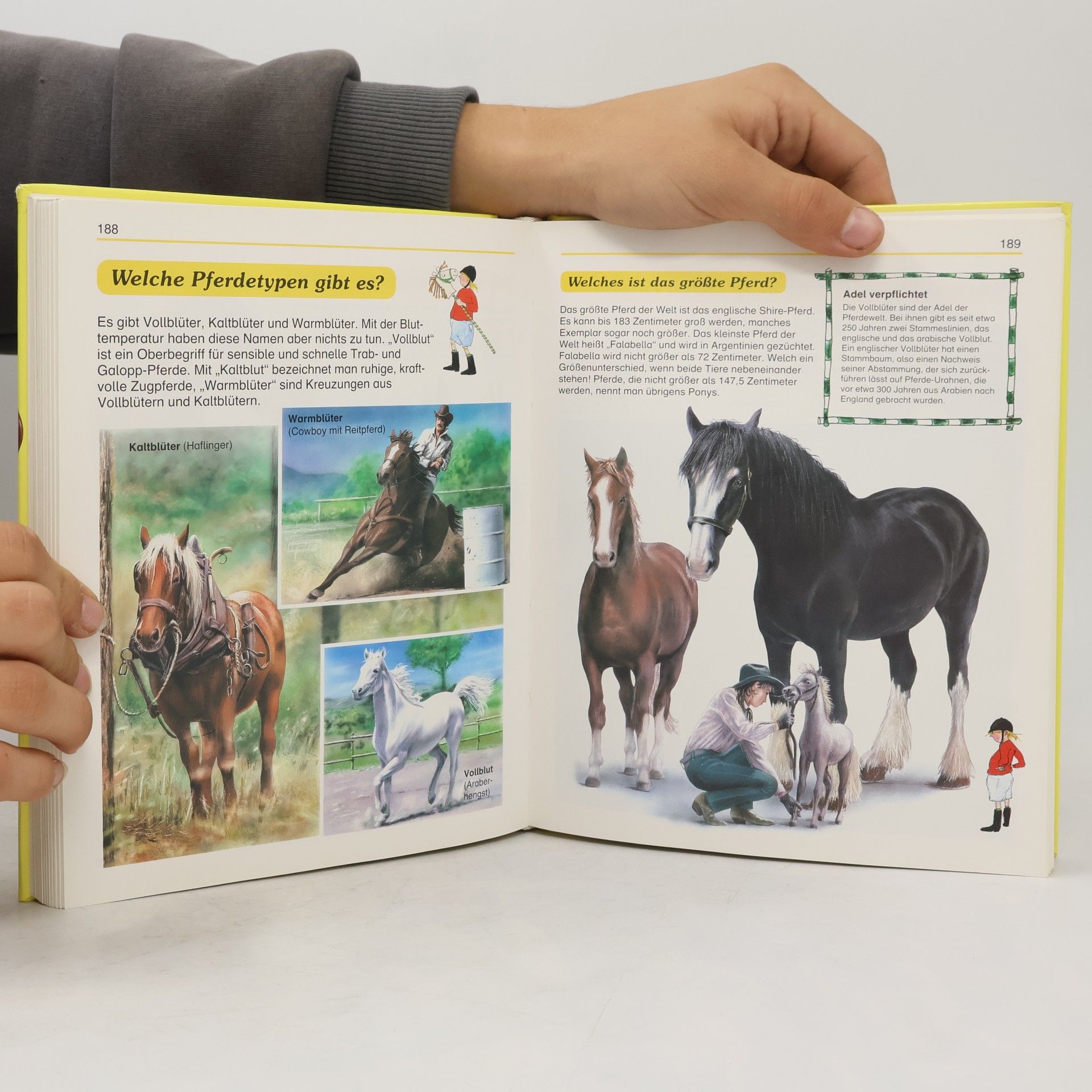 Kolektiv autorů Mein großes Frage- und Antwortbuch