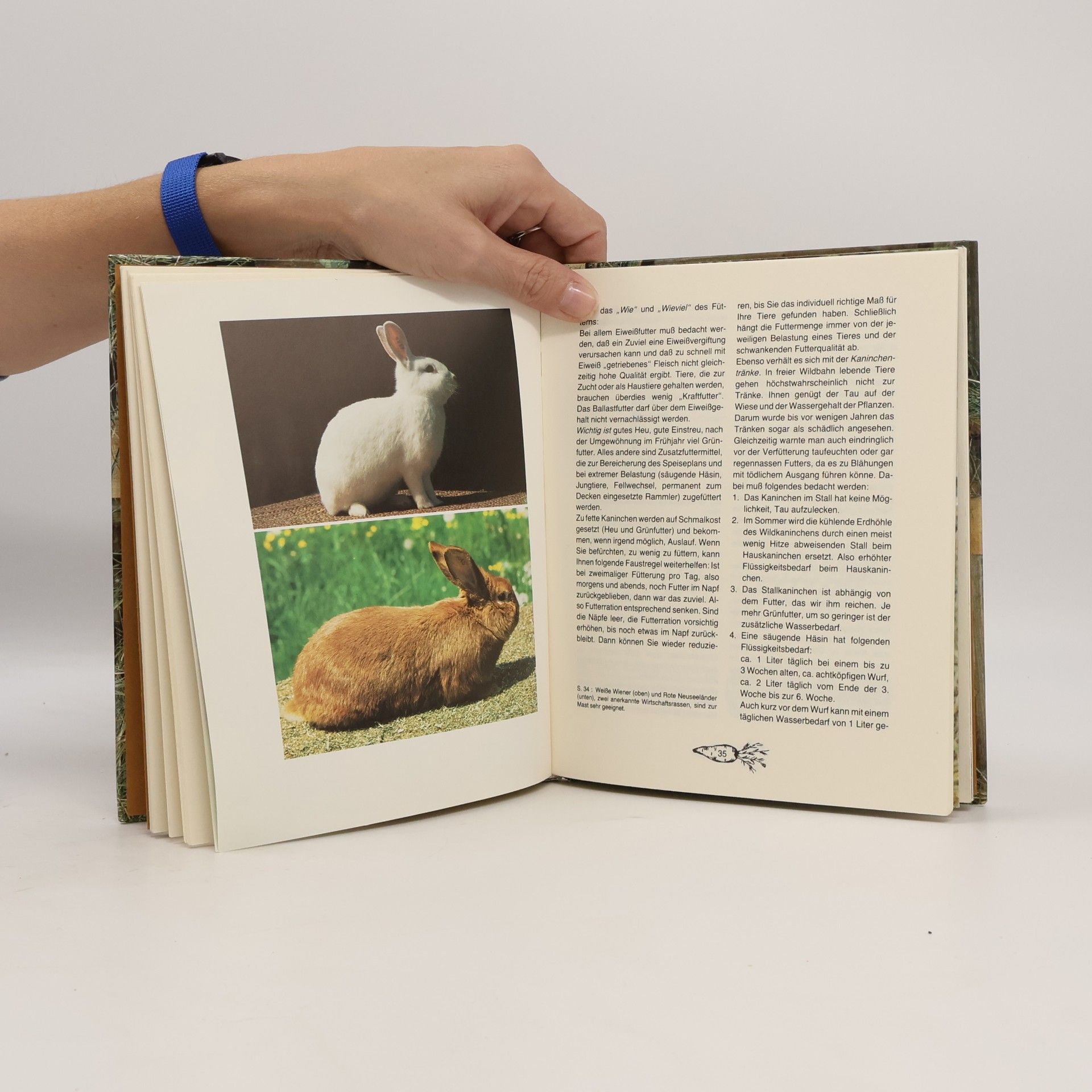 Alice Stern-Les Landes Kaninchen