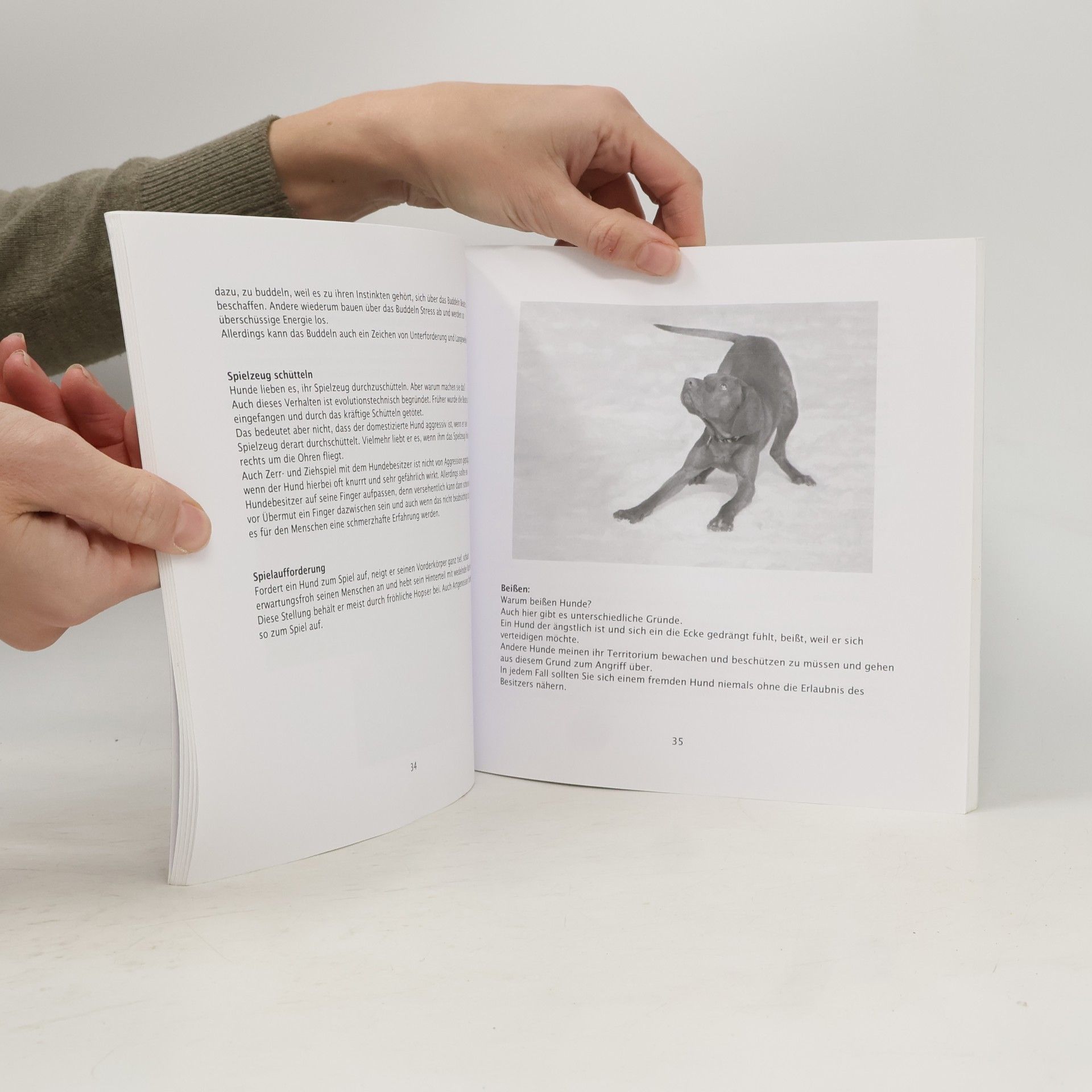 Cornelia Schölwer Körpersprache und Ausdrucksverhalten beim Hund verstehen
