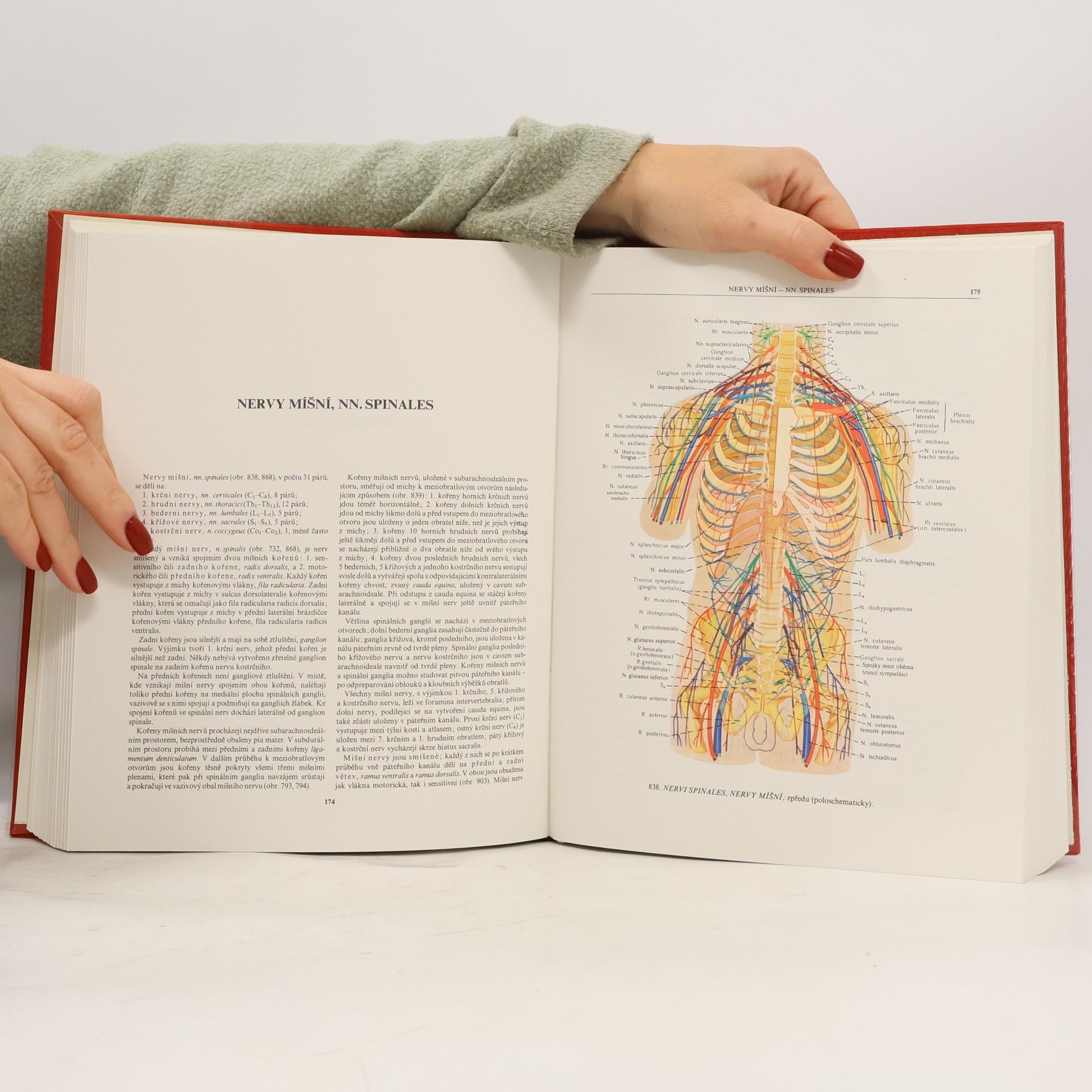 R. D. Sinělnikov Atlas anatomie člověka III.