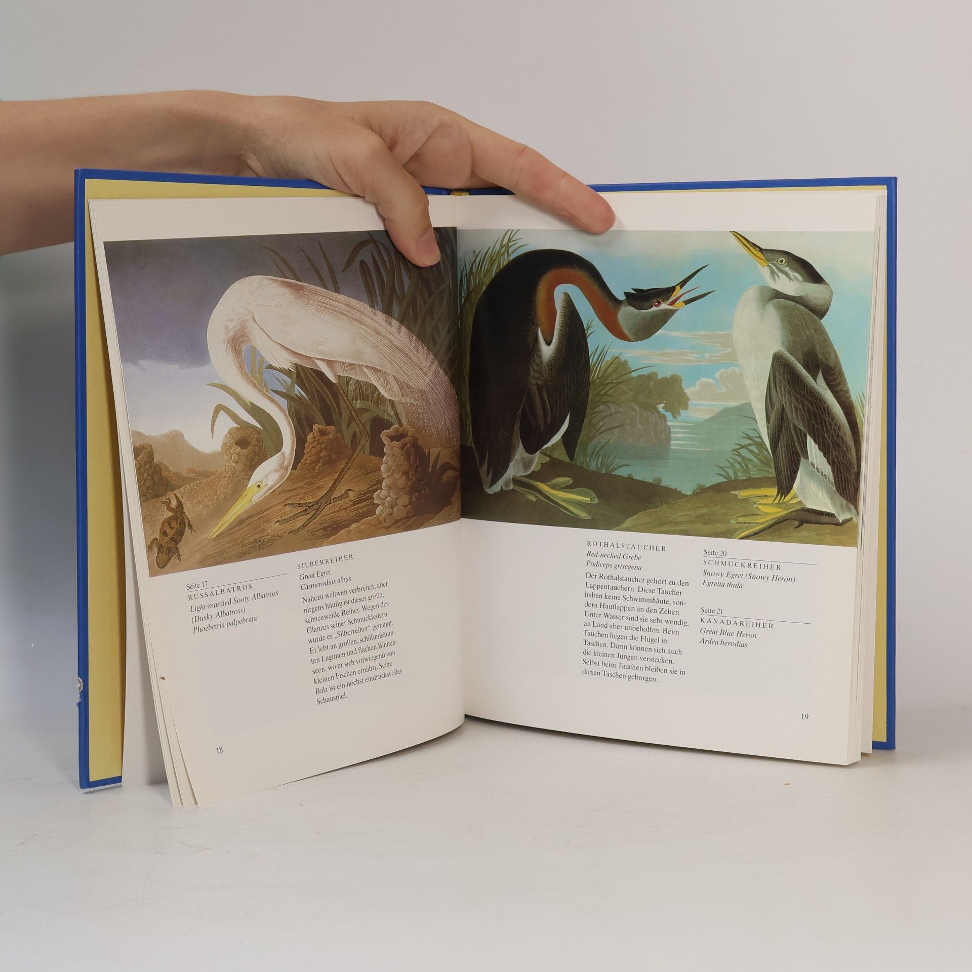 John James Audubon John James Audubons Vögel Amerikas