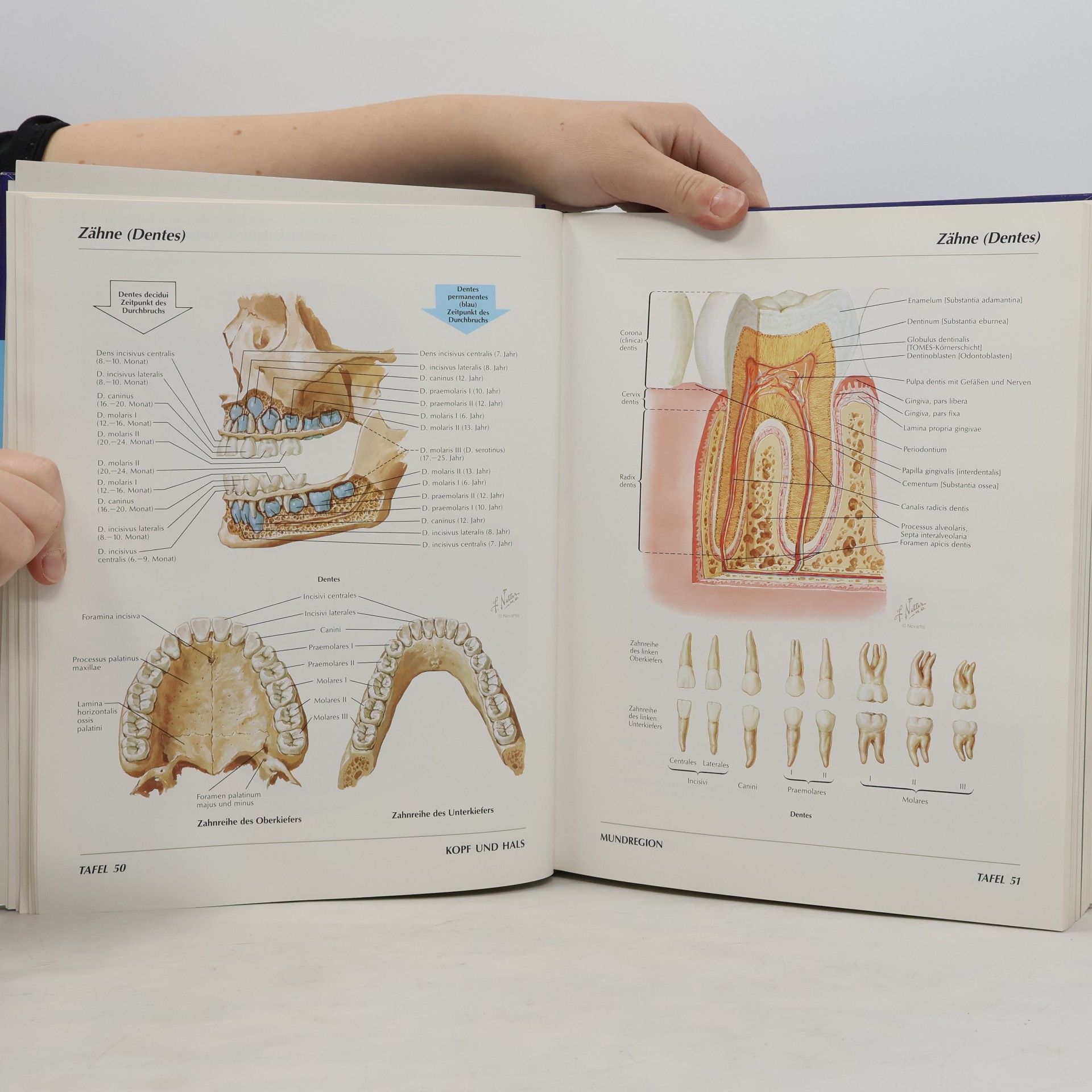 Frank H. Netter Atlas der Anatomie des Menschen