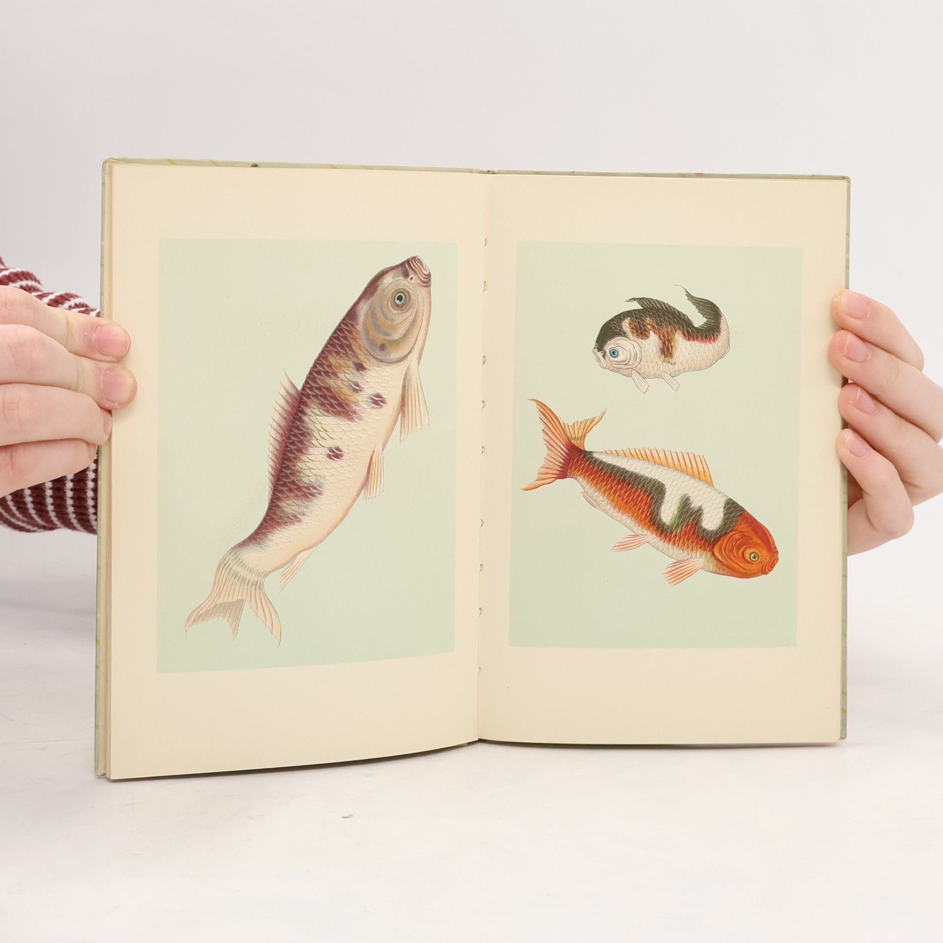 Collectif d'auteurs Der kleine Goldfischteich Nr. 255