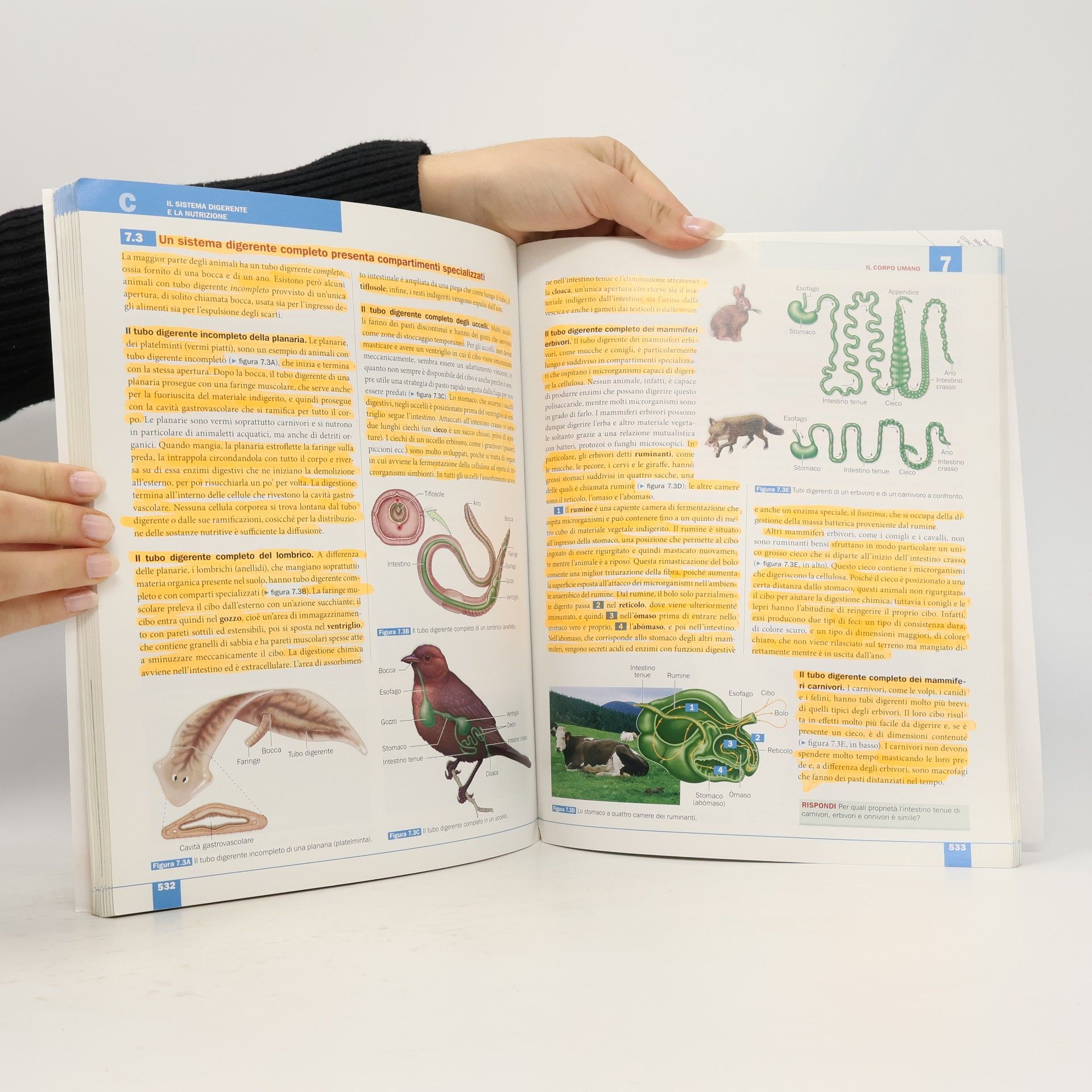 Auteurscollectief Immagini e concetti della biologia