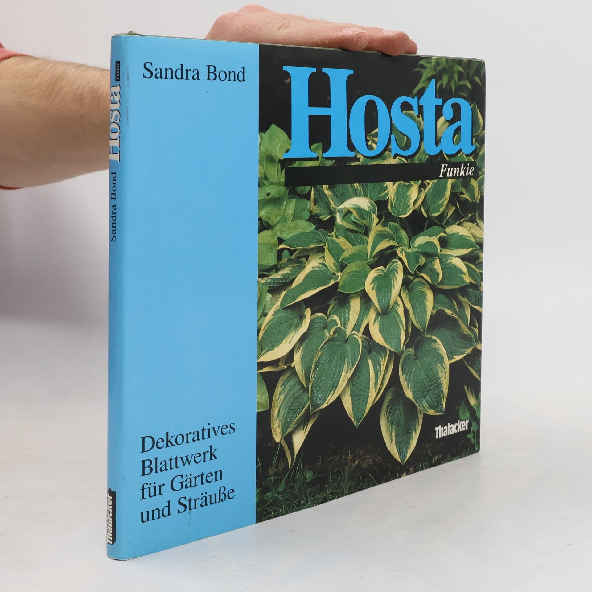 Hosta
