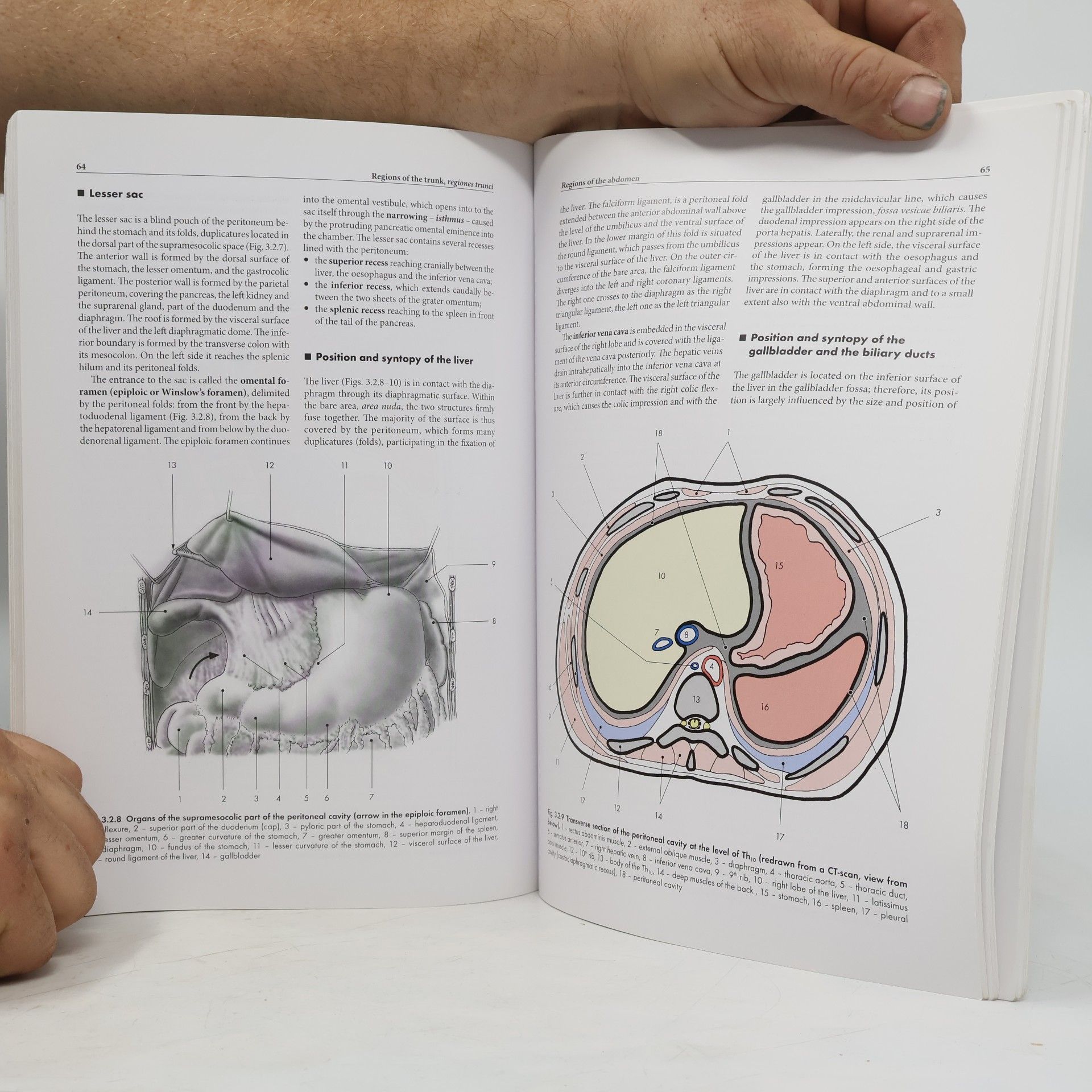Josef Stingl Regional Anatomy