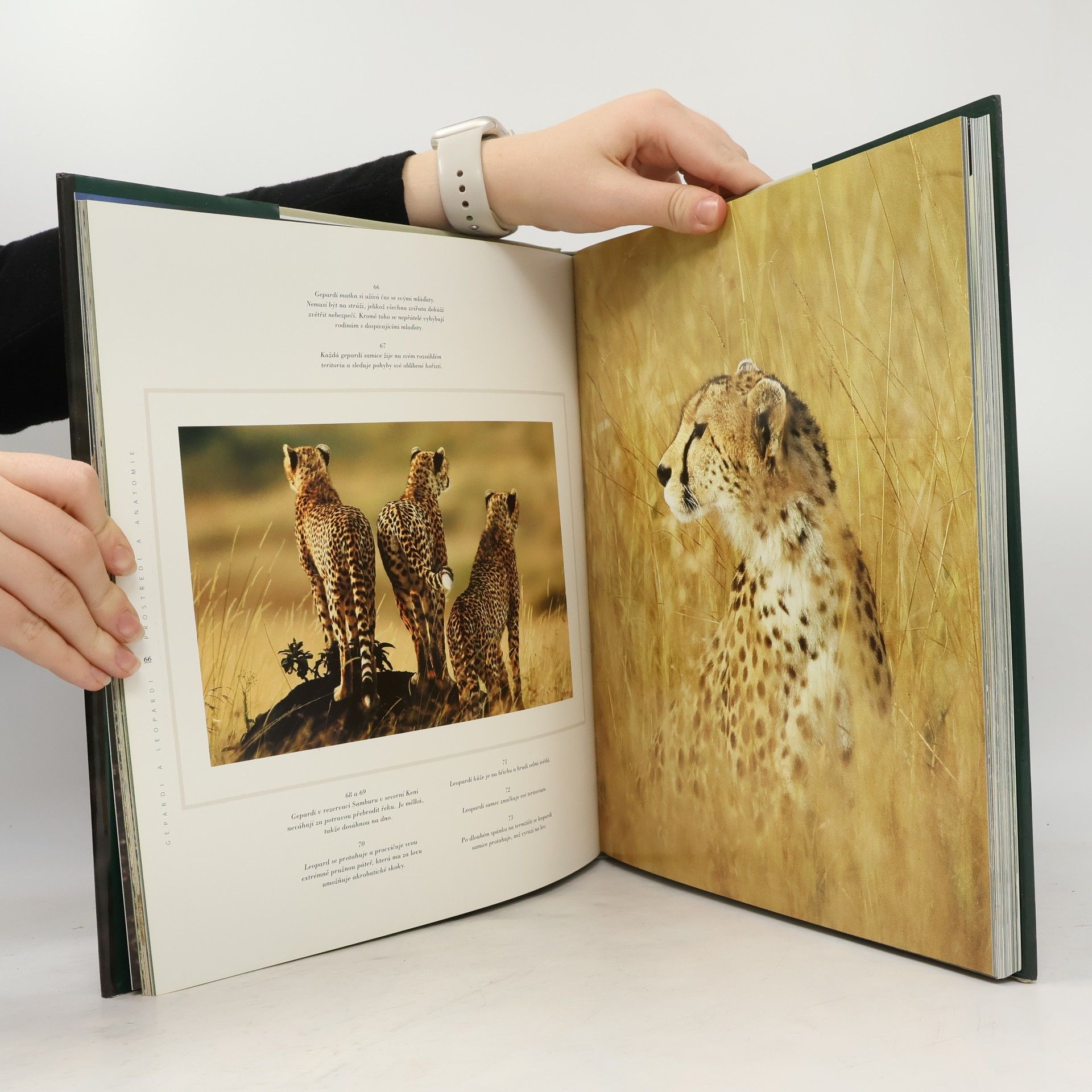 Christine Denis-Huot Jaké je to být gepardem a leopardem