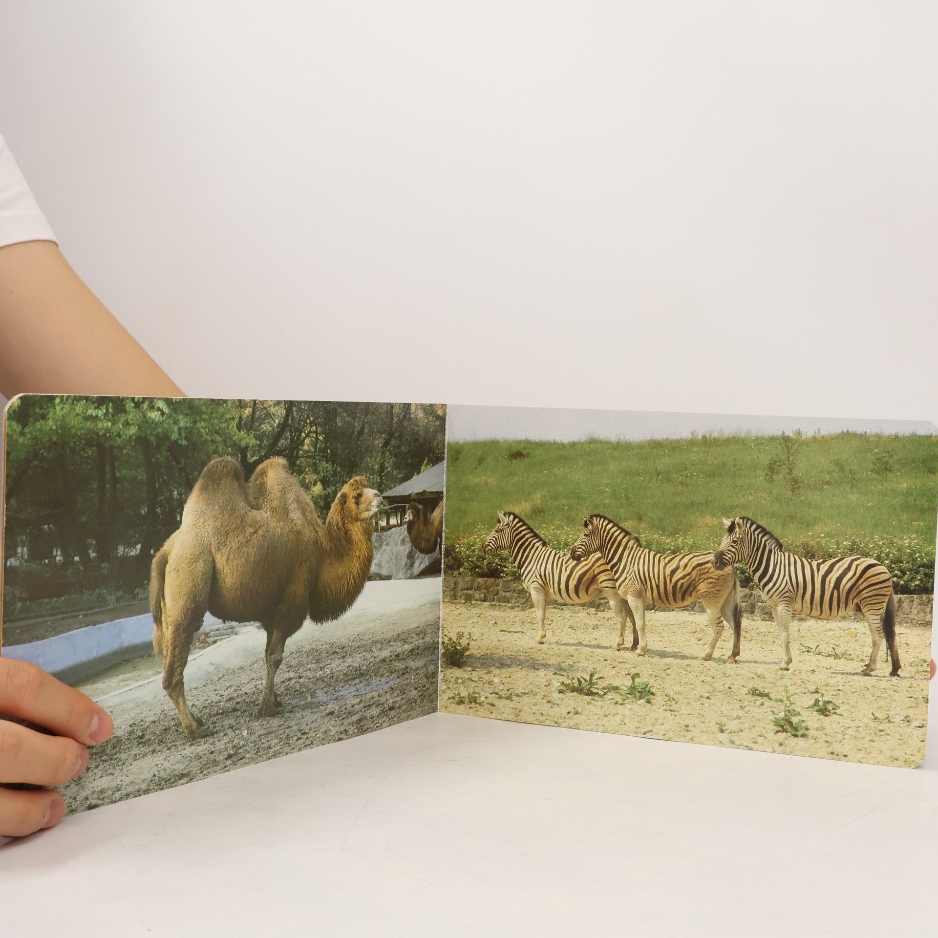 Julius Kontár Kto mieszka w ZOO