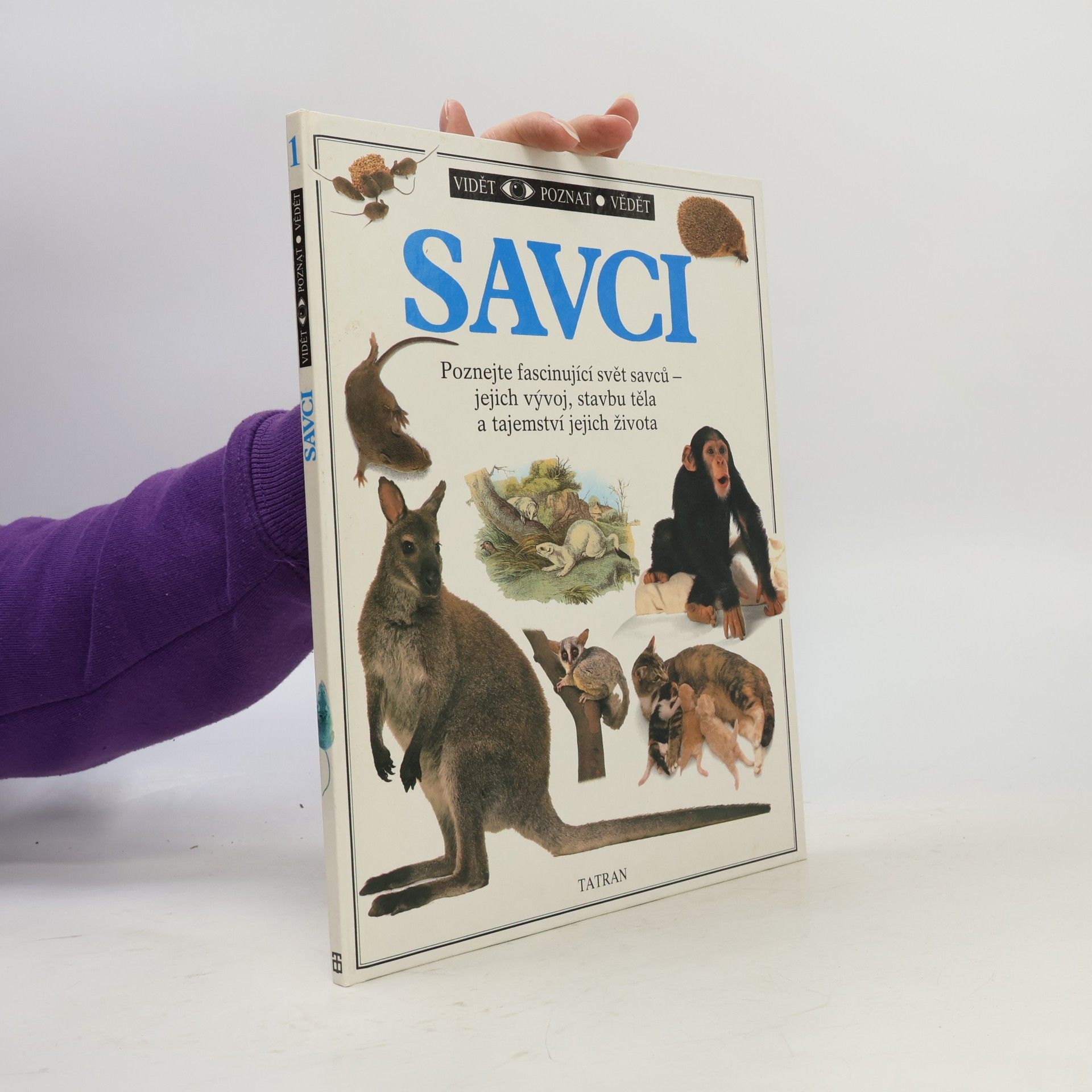 Savci