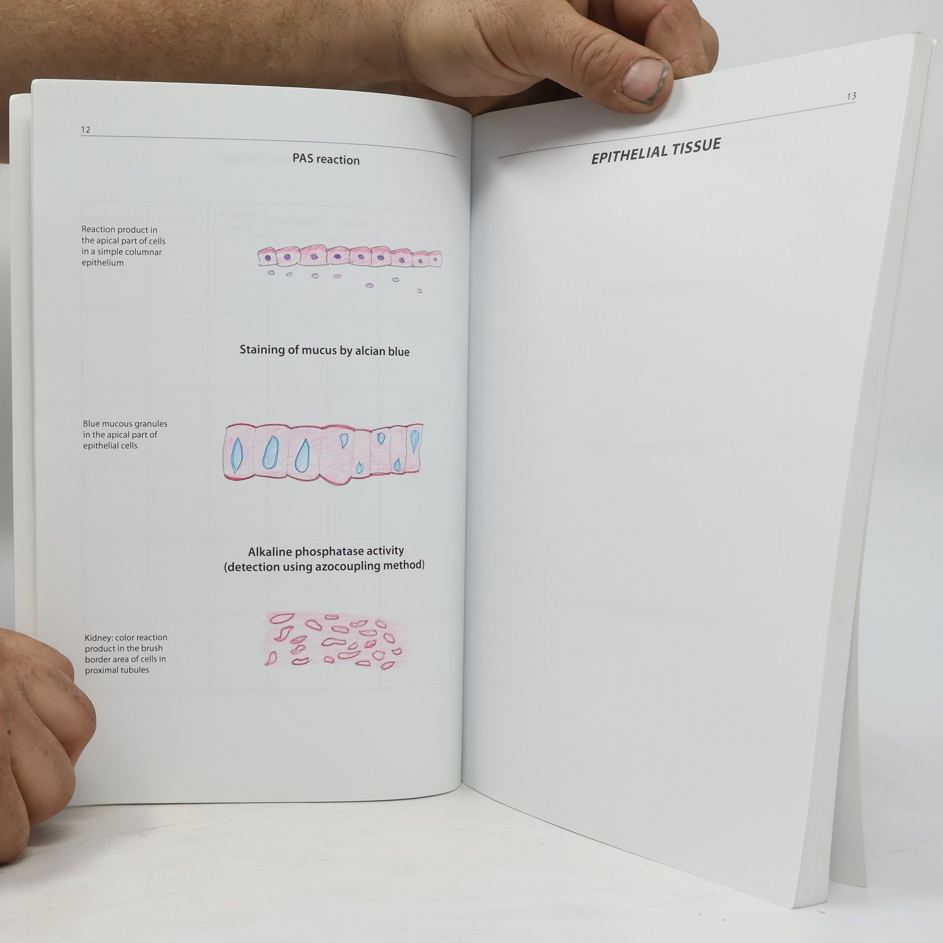 Marie Jirkovská Practical Lessons in Histology : Student's Book
