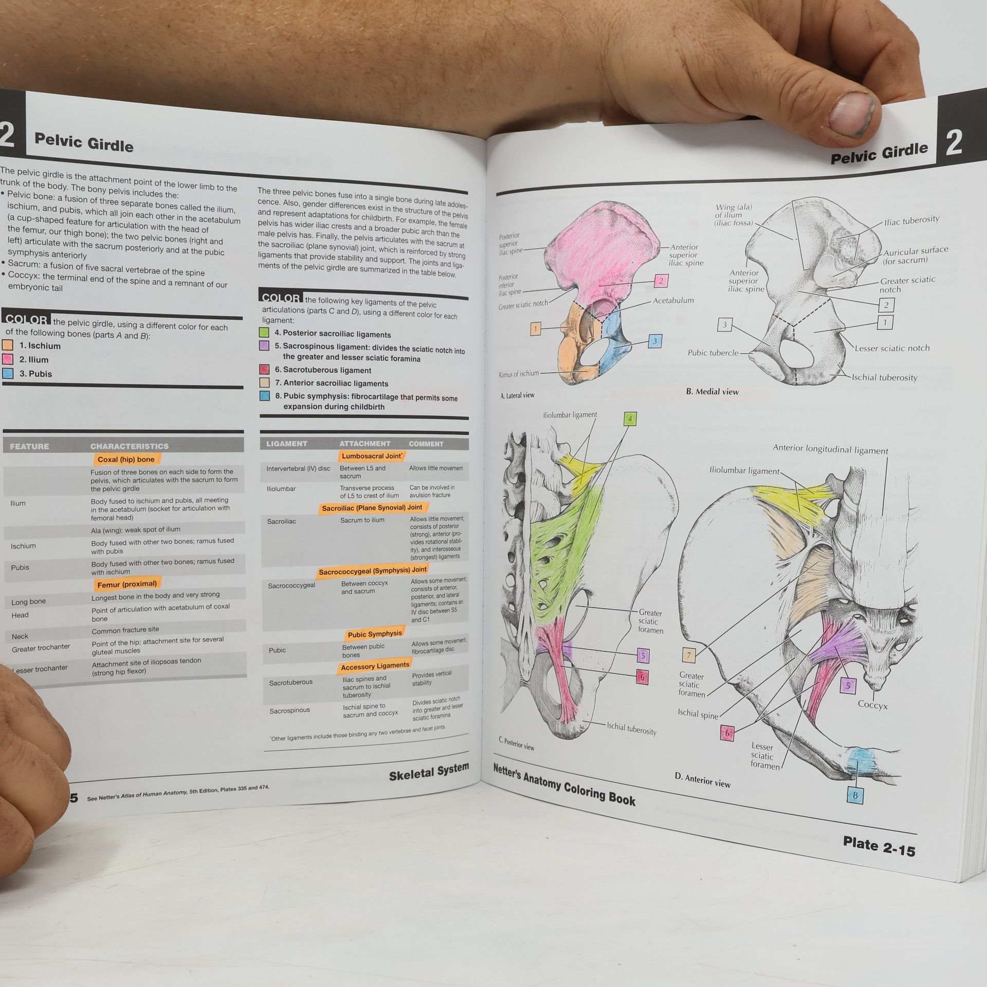 John T. Hansen Netter's anatomy coloring book
