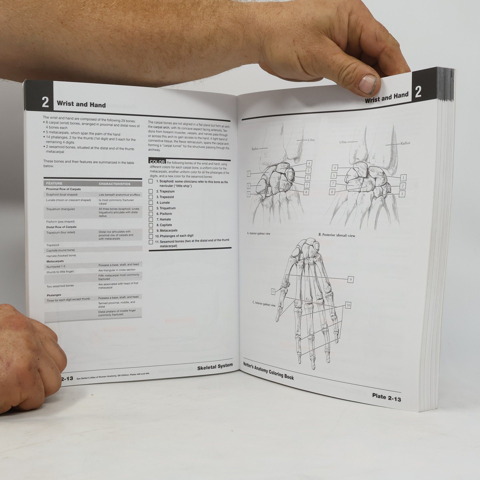 John T. Hansen Netter's anatomy coloring book