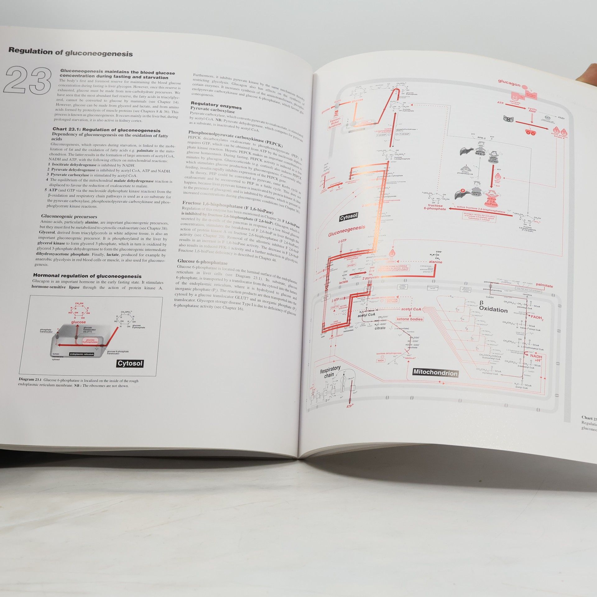 J. G. Salway Metabolism at a Glance