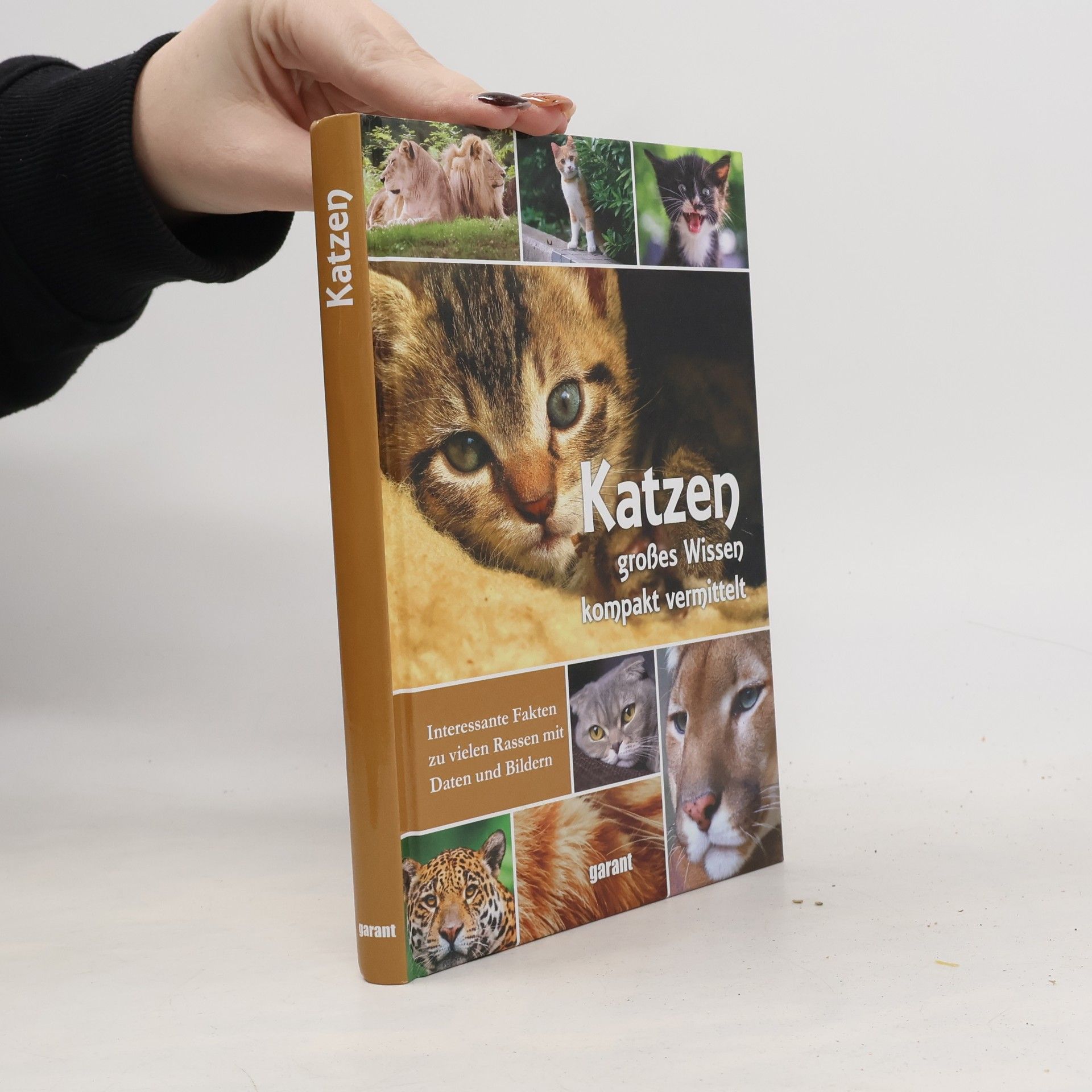 Katzen