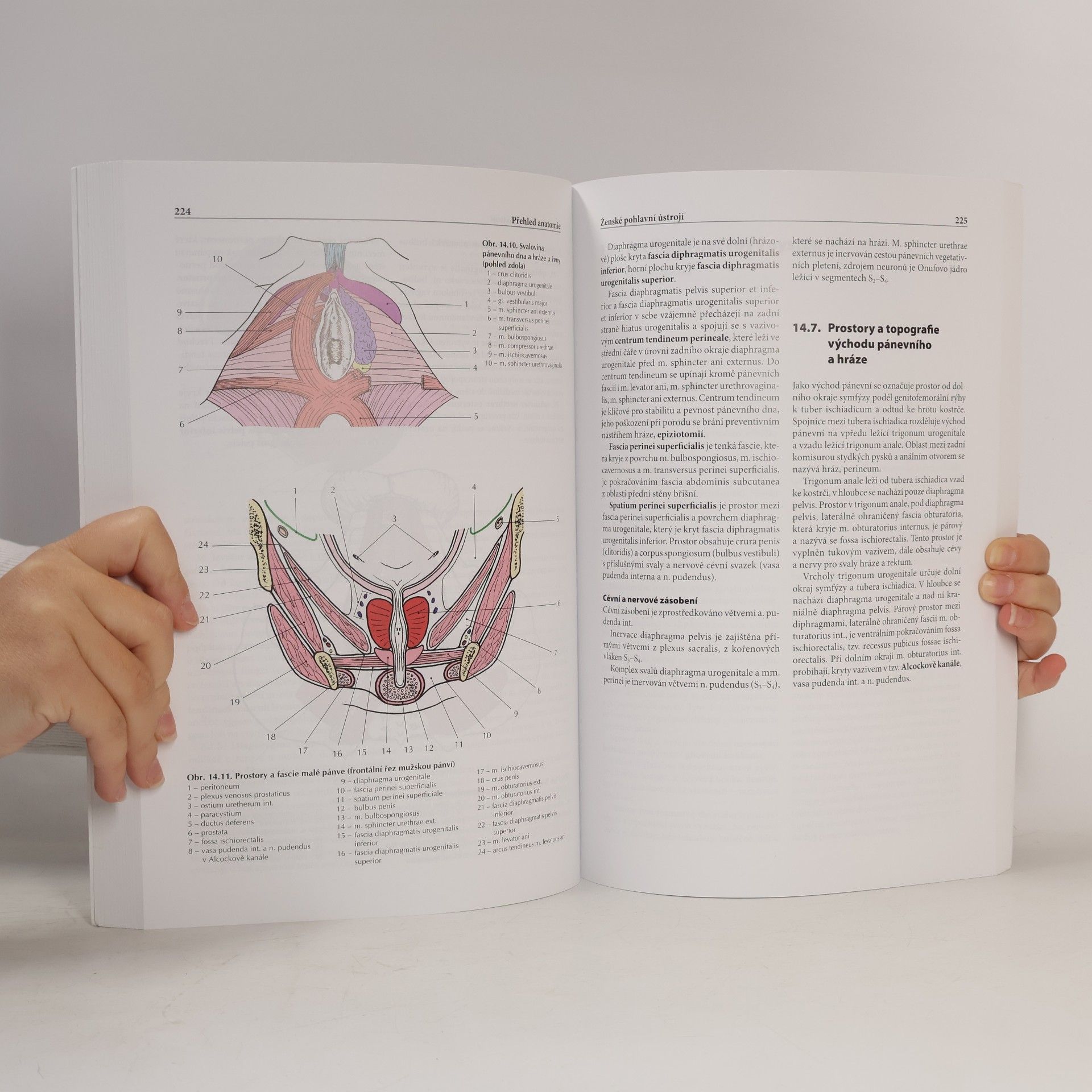 Ondřej Naňka Přehled anatomie