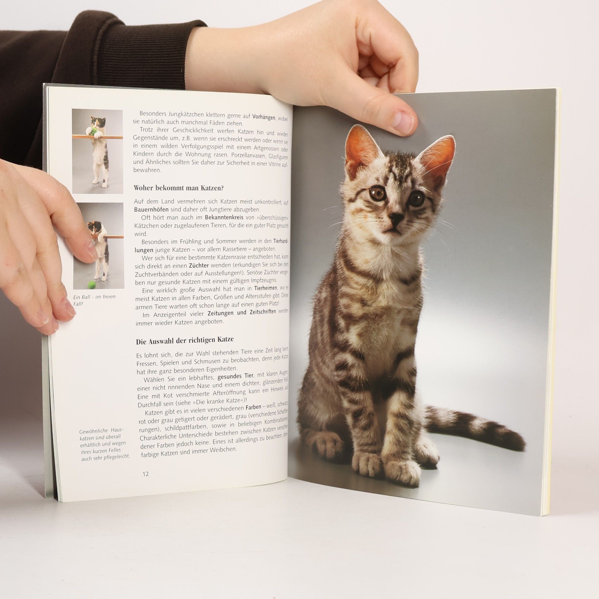 Birgit Gollmann Heimtiere halten: Katzen