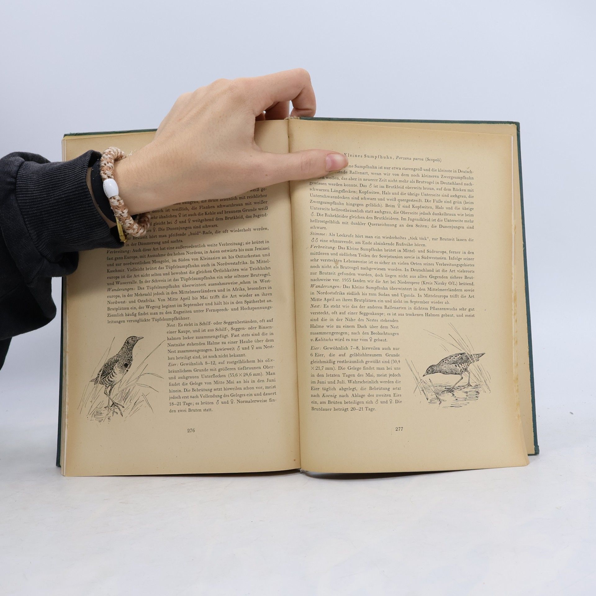 Wolfgang Makatsch Die Vögel der Seen und Teiche