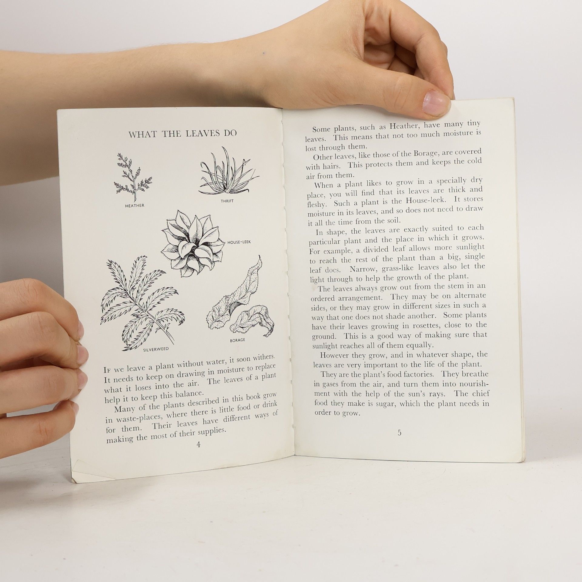 Nancy Miller Third Book of Wild Flowers