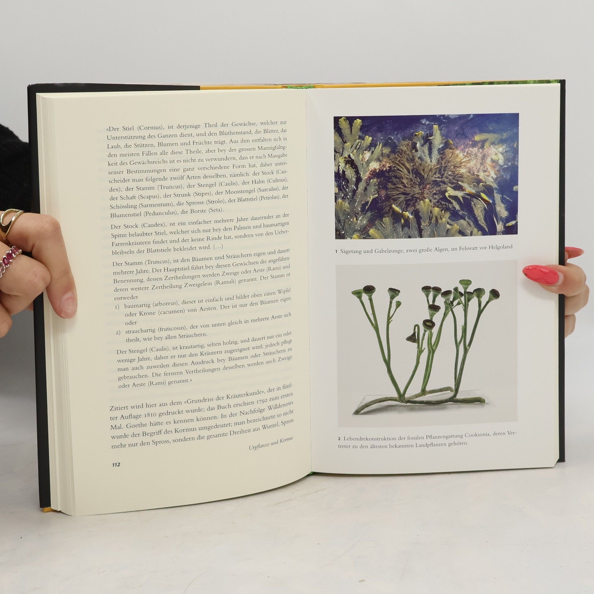 Hansjörg Küster Flora