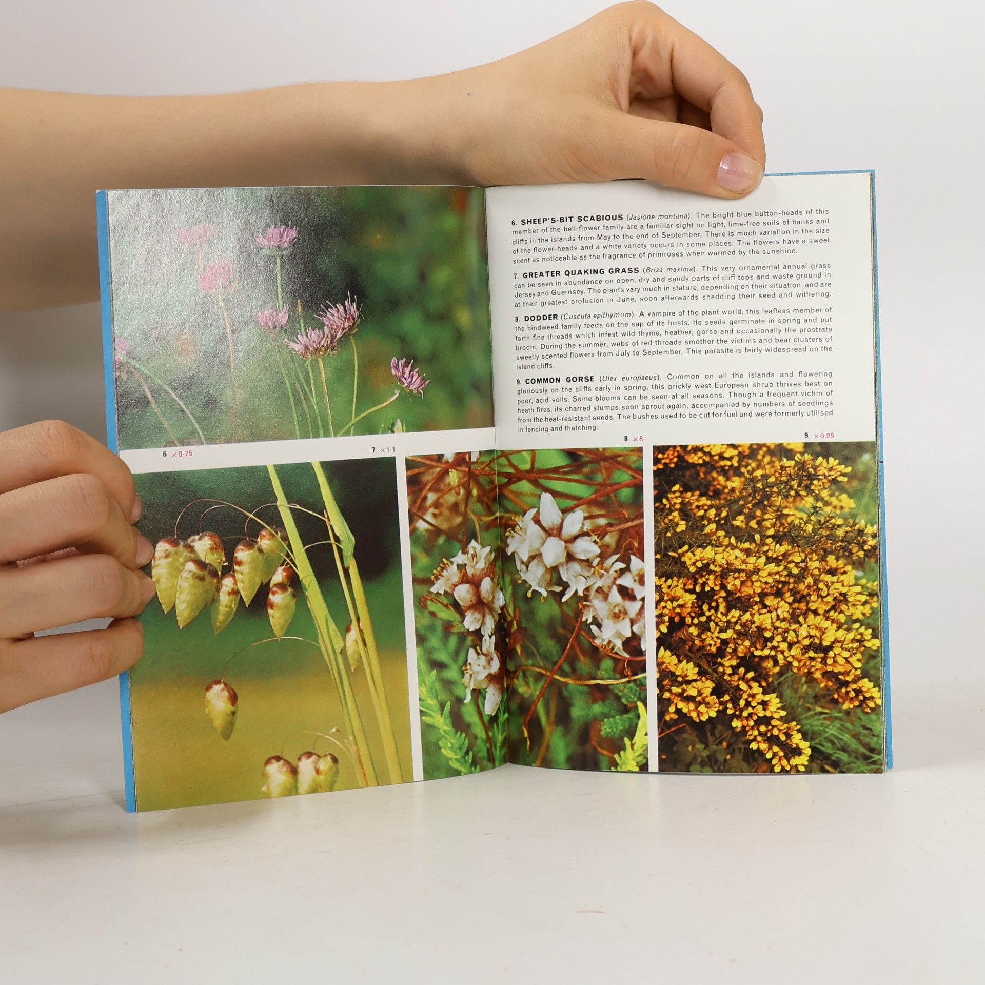 A. E. Ellis Wild Flowers of the Channel Islands 2