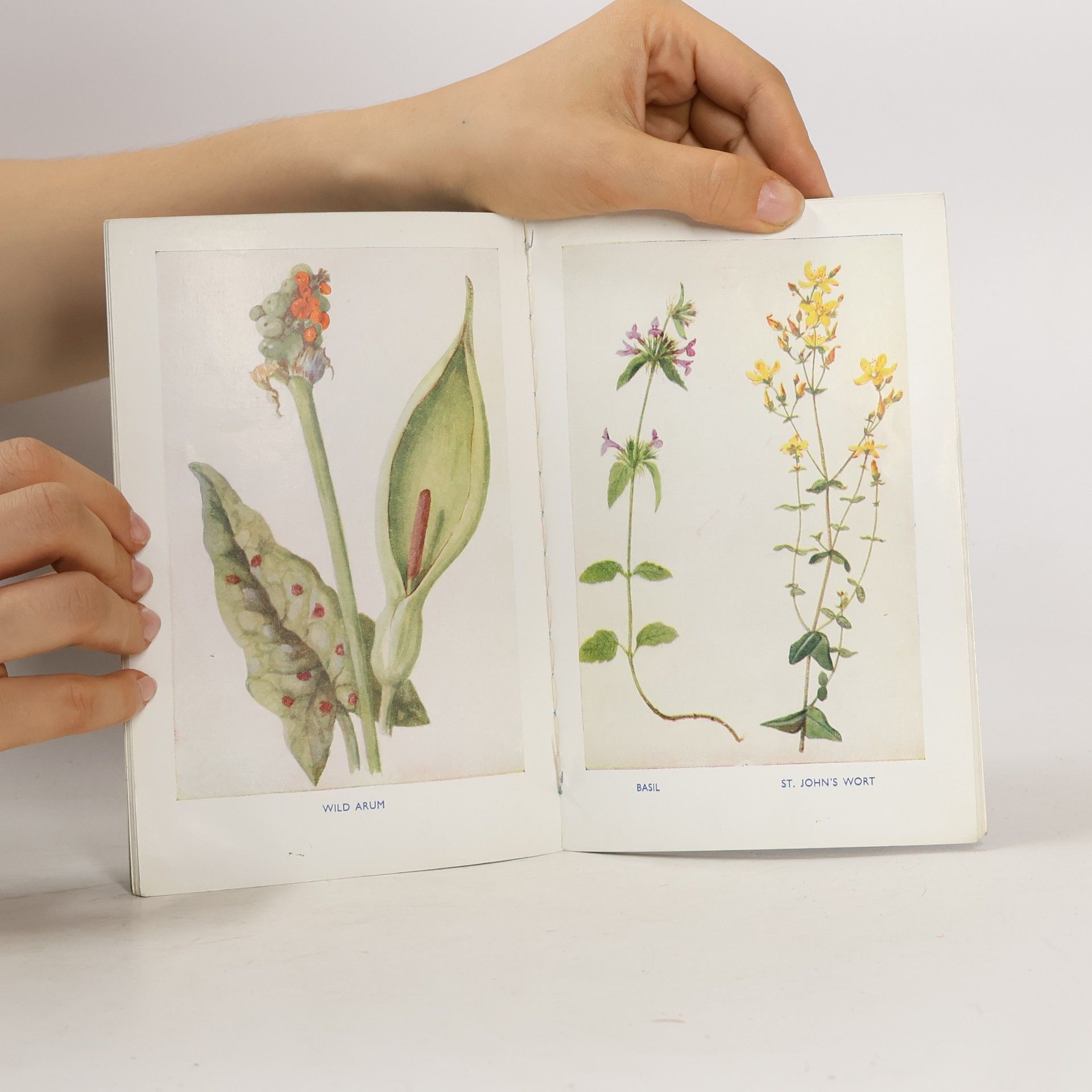 Nancy Miller First Book of Wild Flowers