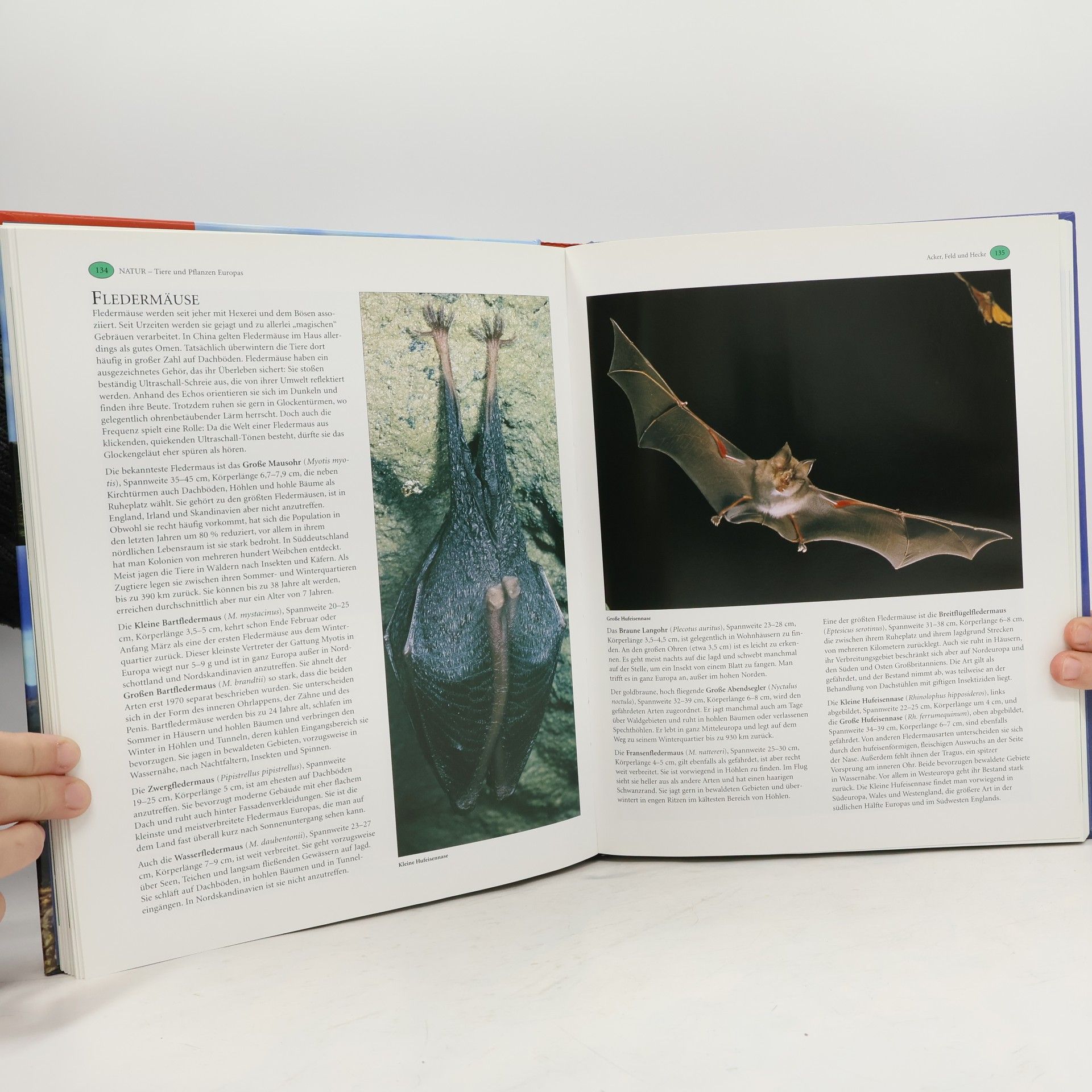 Autorenkollektiv Wunder unserer Welt: Natur: Tiere und Pflanzen Europas