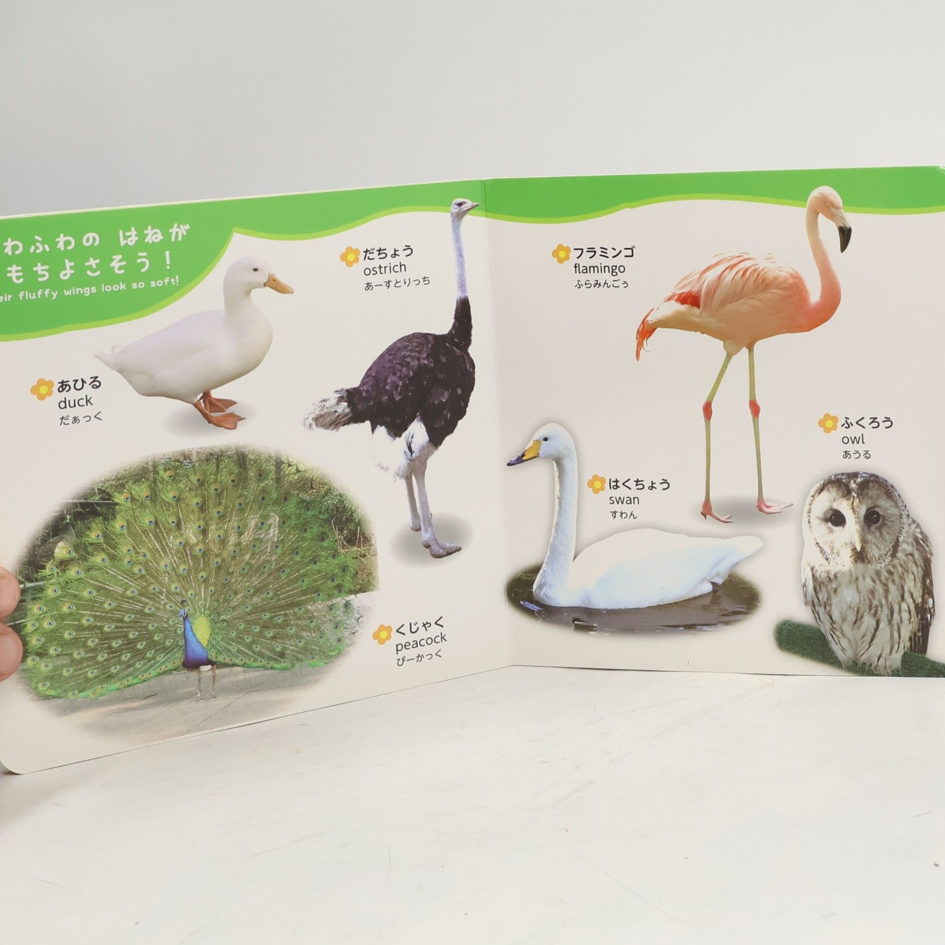 Kolektív autorov こどもしゃしんブック 3: どうぶつ. Children's Picture Book 3: Animals