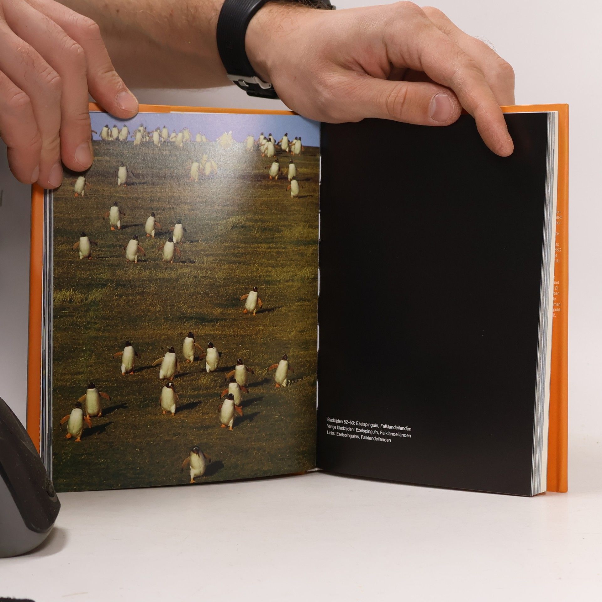 Frans Lanting Icons: Pinguïn