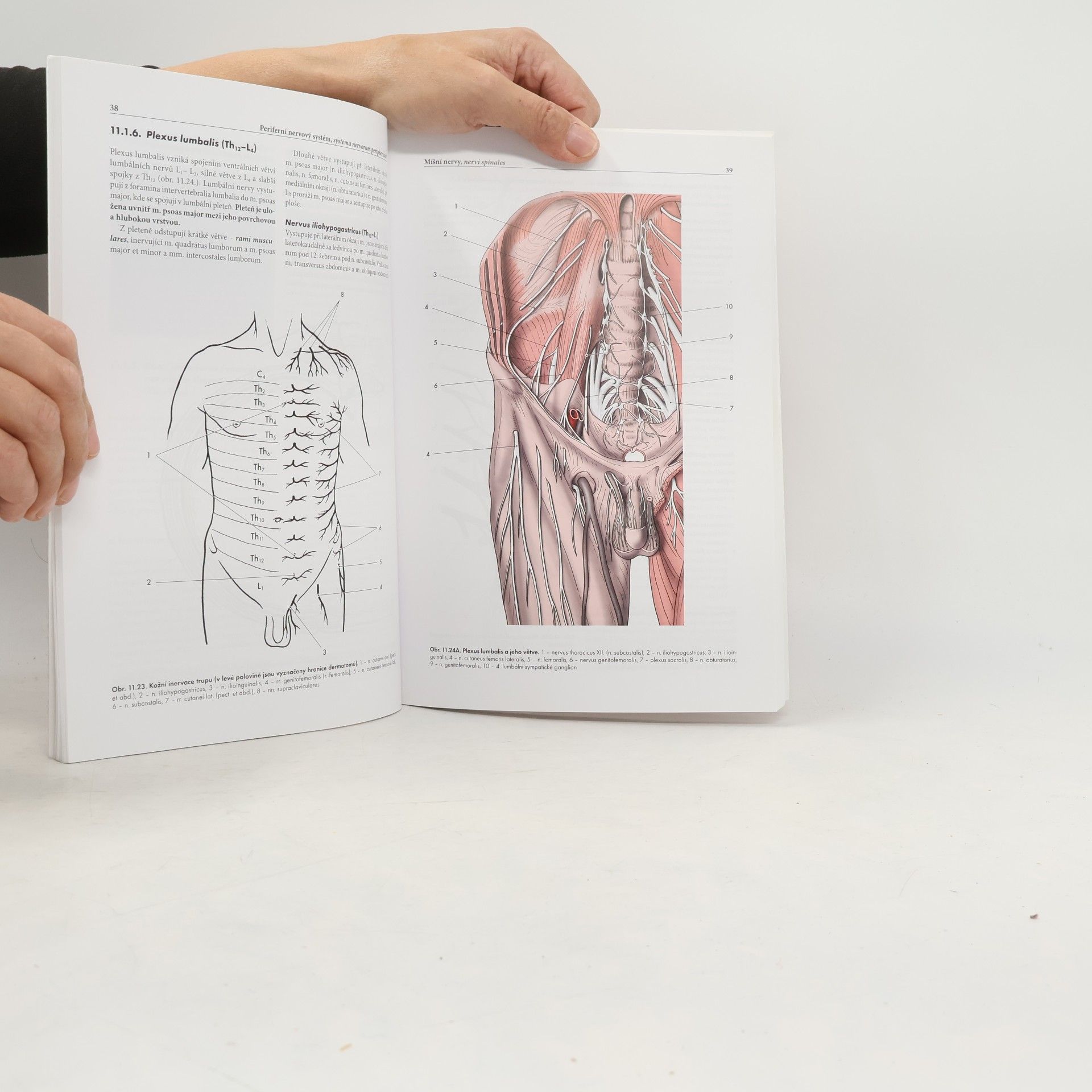 Miloš Grim Základy anatomie. 4b., Periferní nervový systém, smyslové orgány a kůže