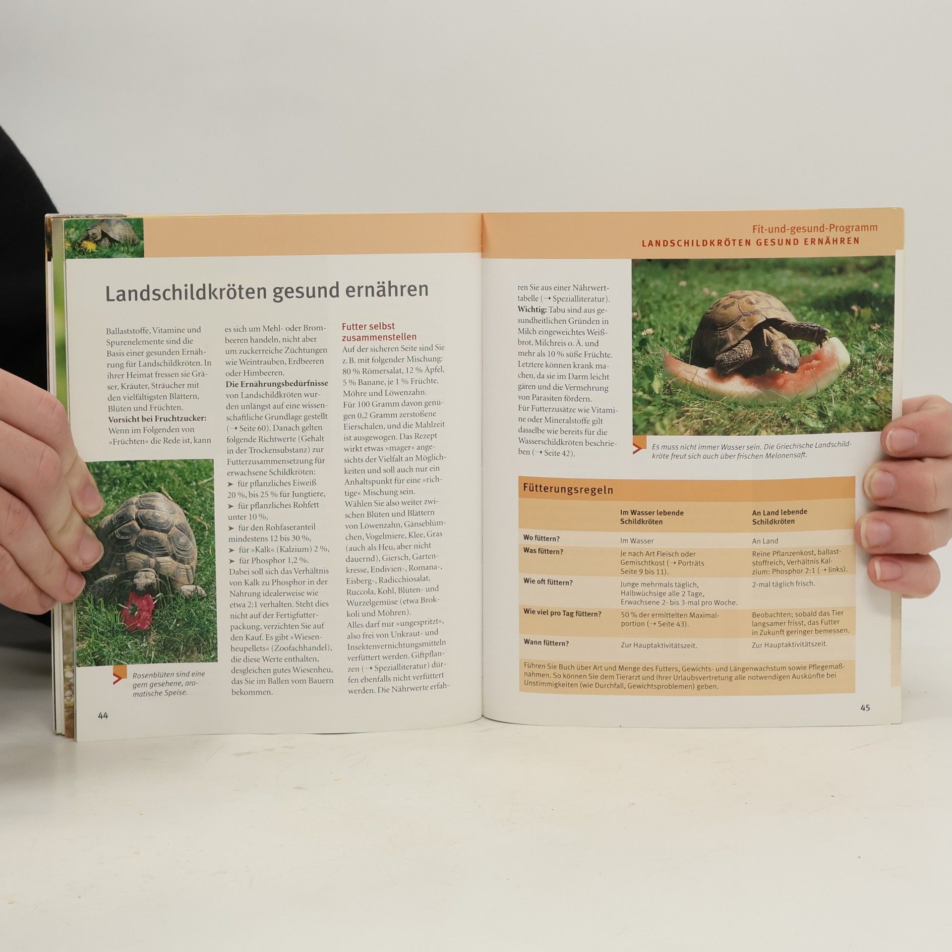 Hartmut Wilke Schildkröten