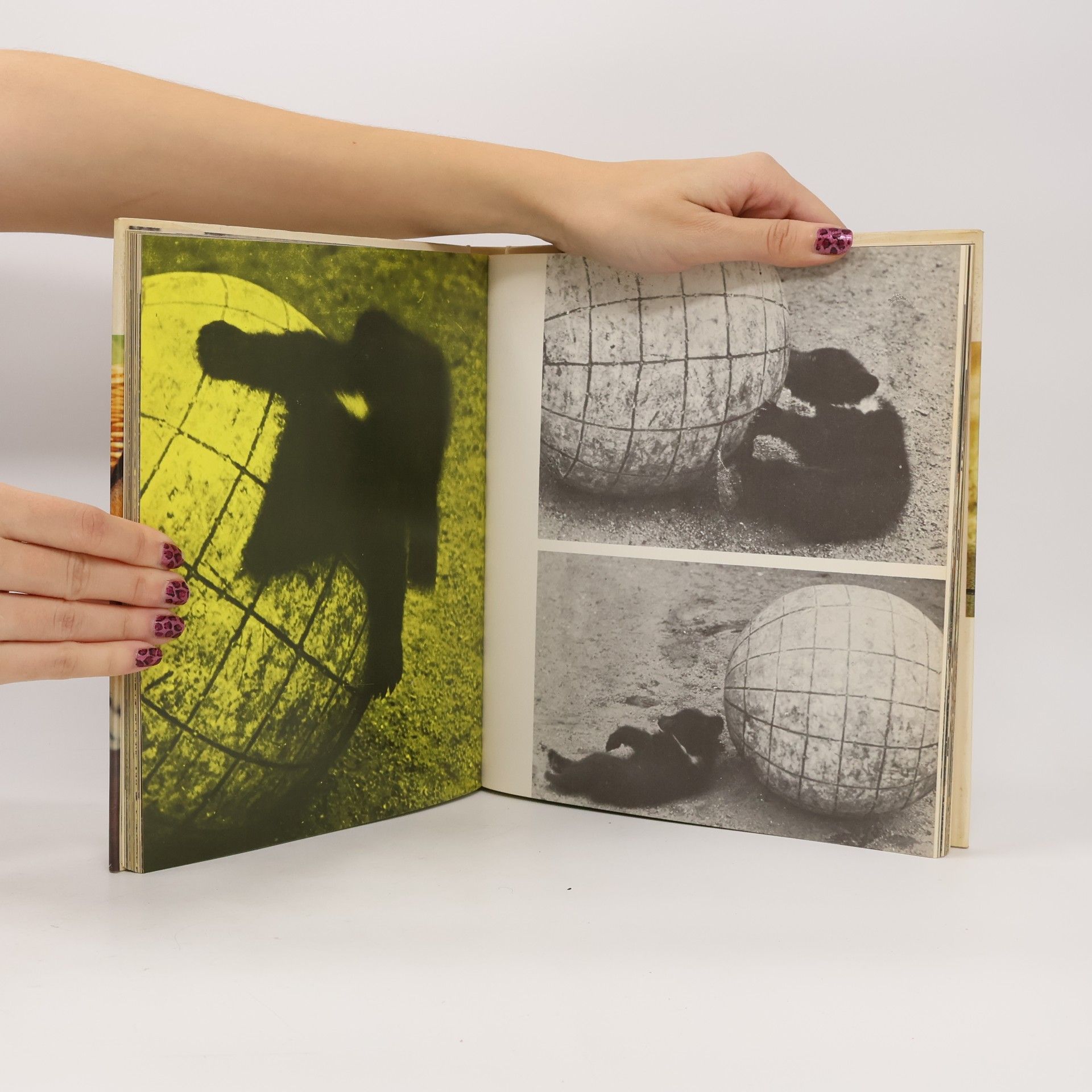 Autores varios Freude mit Tierkindern
