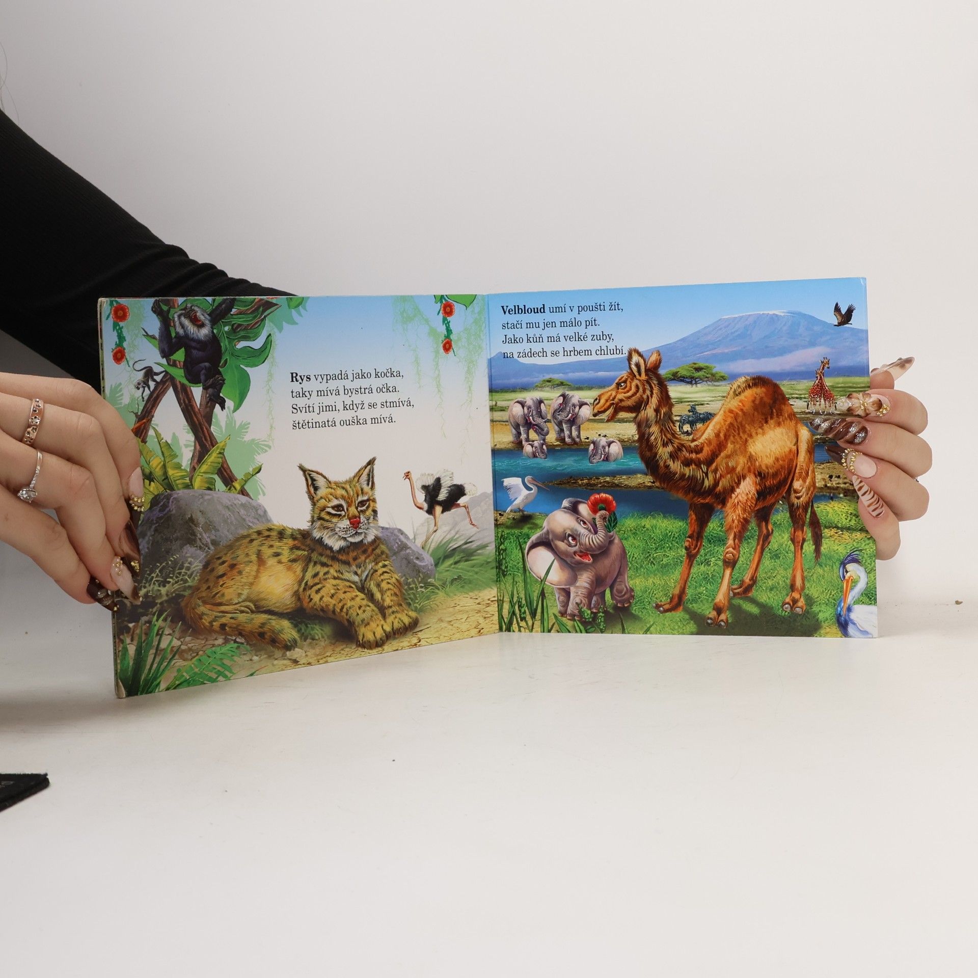 Kolektív autorov Zvířátka v ZOO