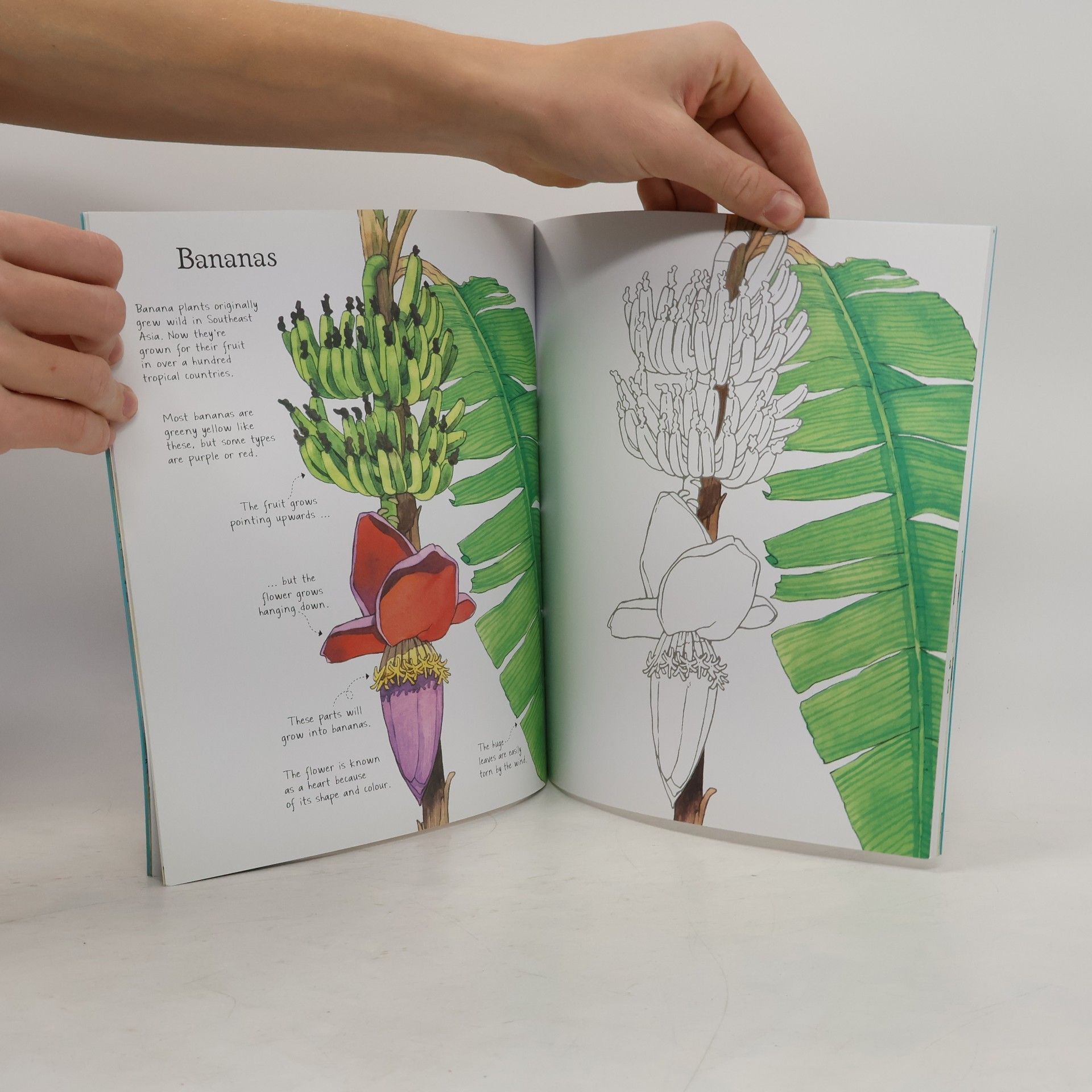 Susan Meredith Rainforest Wildlife to Colour
