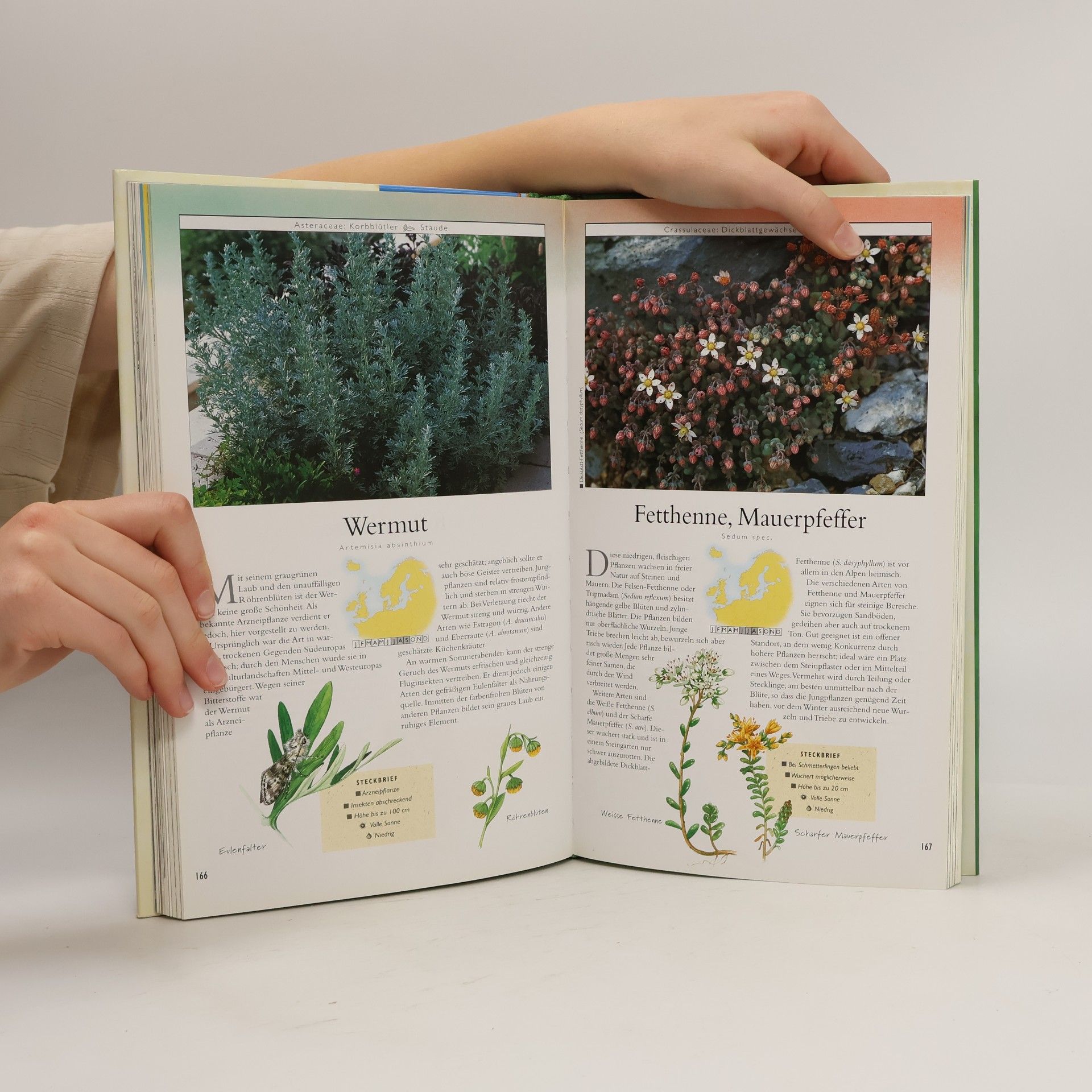 Wiert Nieuman Der Naturgarten