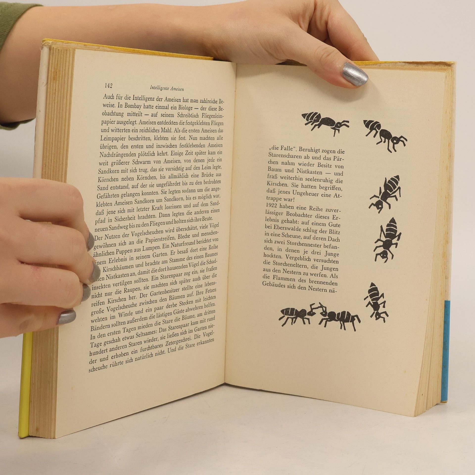 Peter Omm Das Kuriositätenbuch