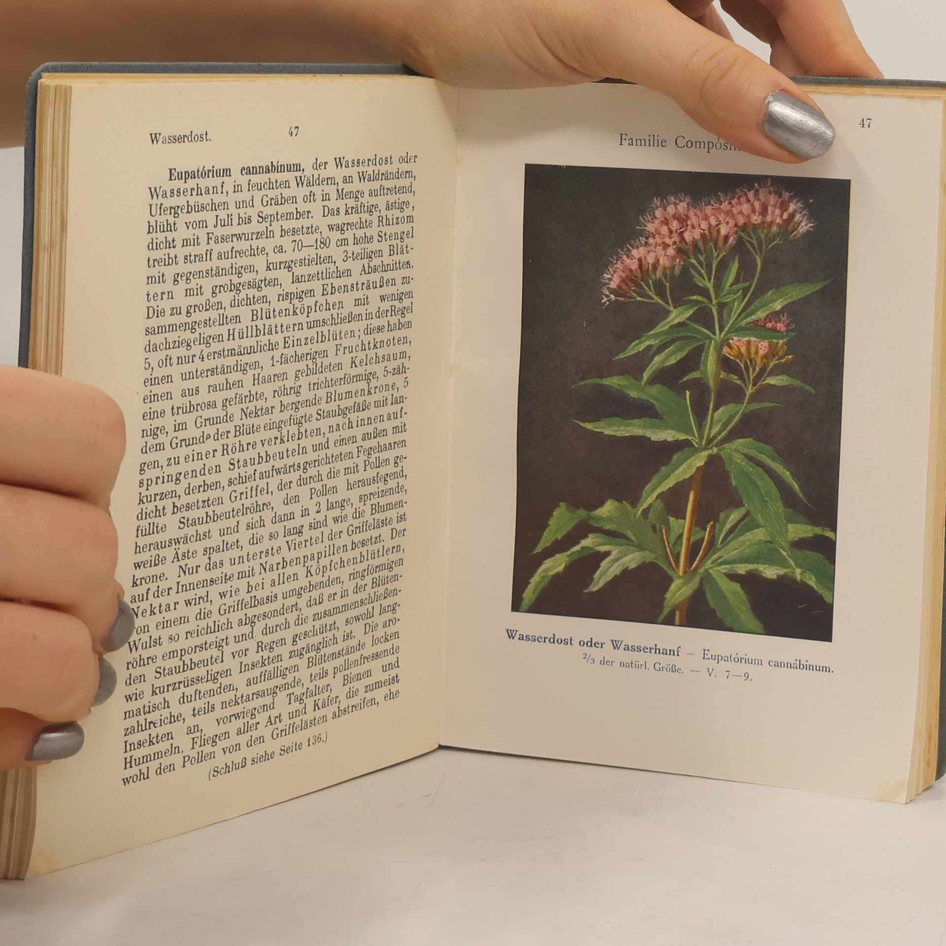 Ludwig Klein Unsere Waldblumen und Farngewächse