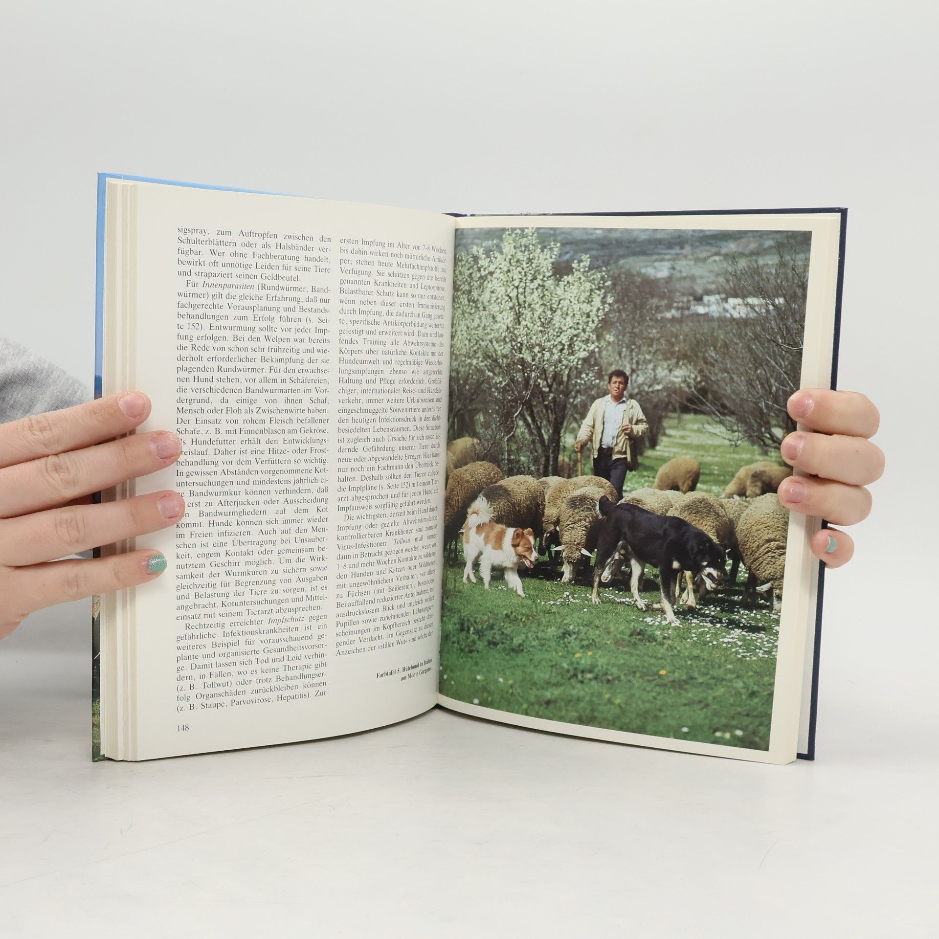Karl Hermann Finger Hirten- und Hütehunde