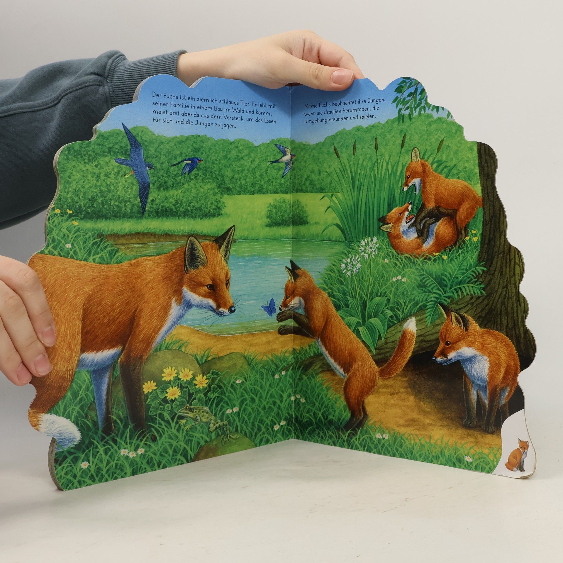 Autorenkollektiv Tierkinder in der Natur